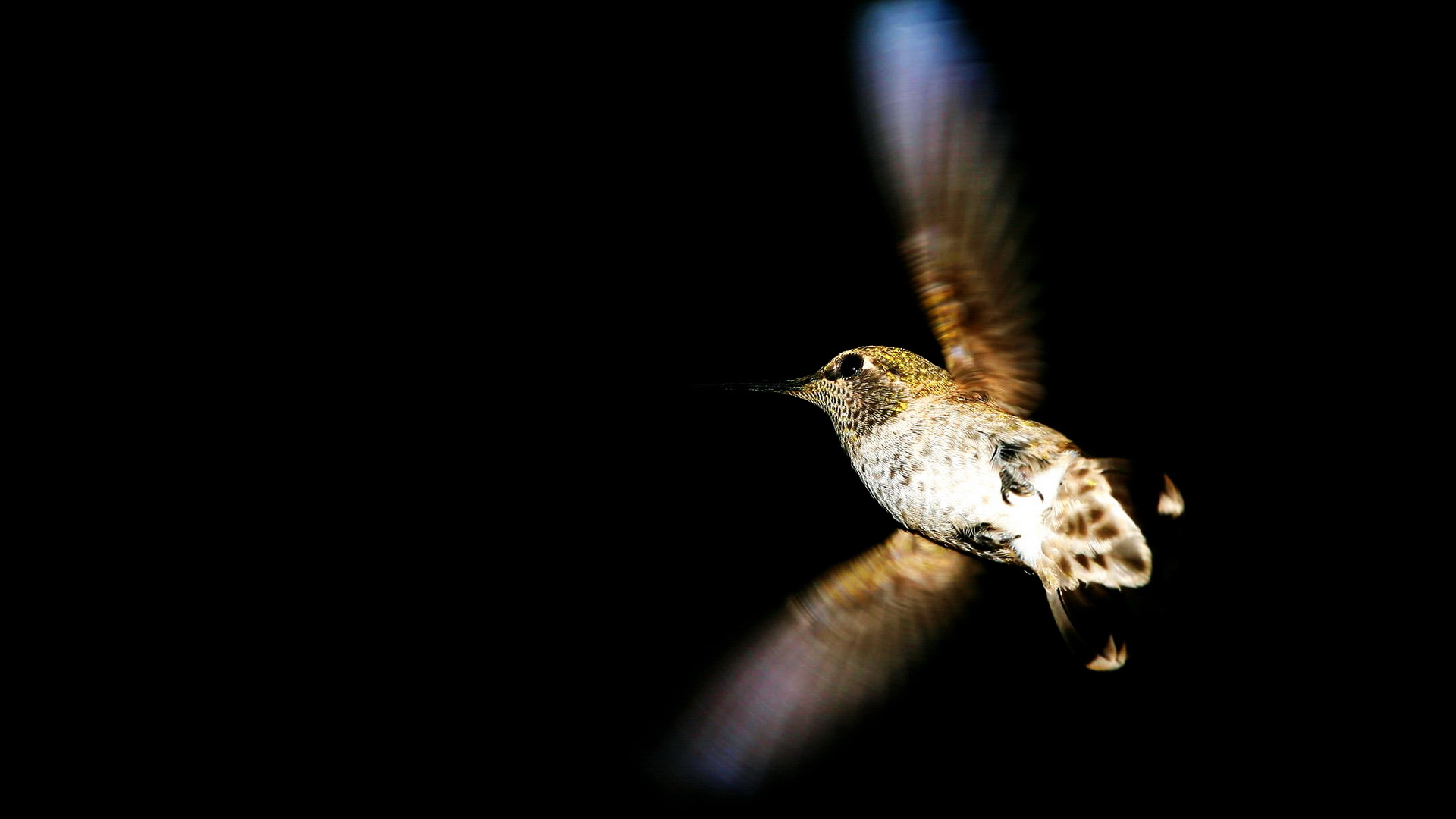 Descarga gratuita de fondo de pantalla para móvil de Animales, Aves, Colibrí.