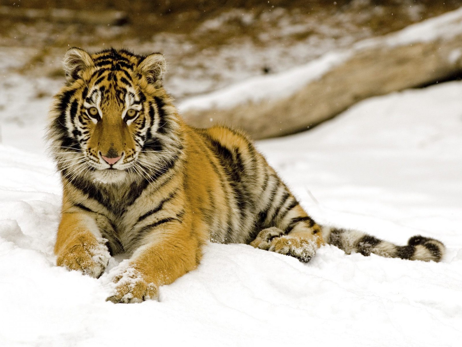 animals, snow, young, predator, tiger, joey