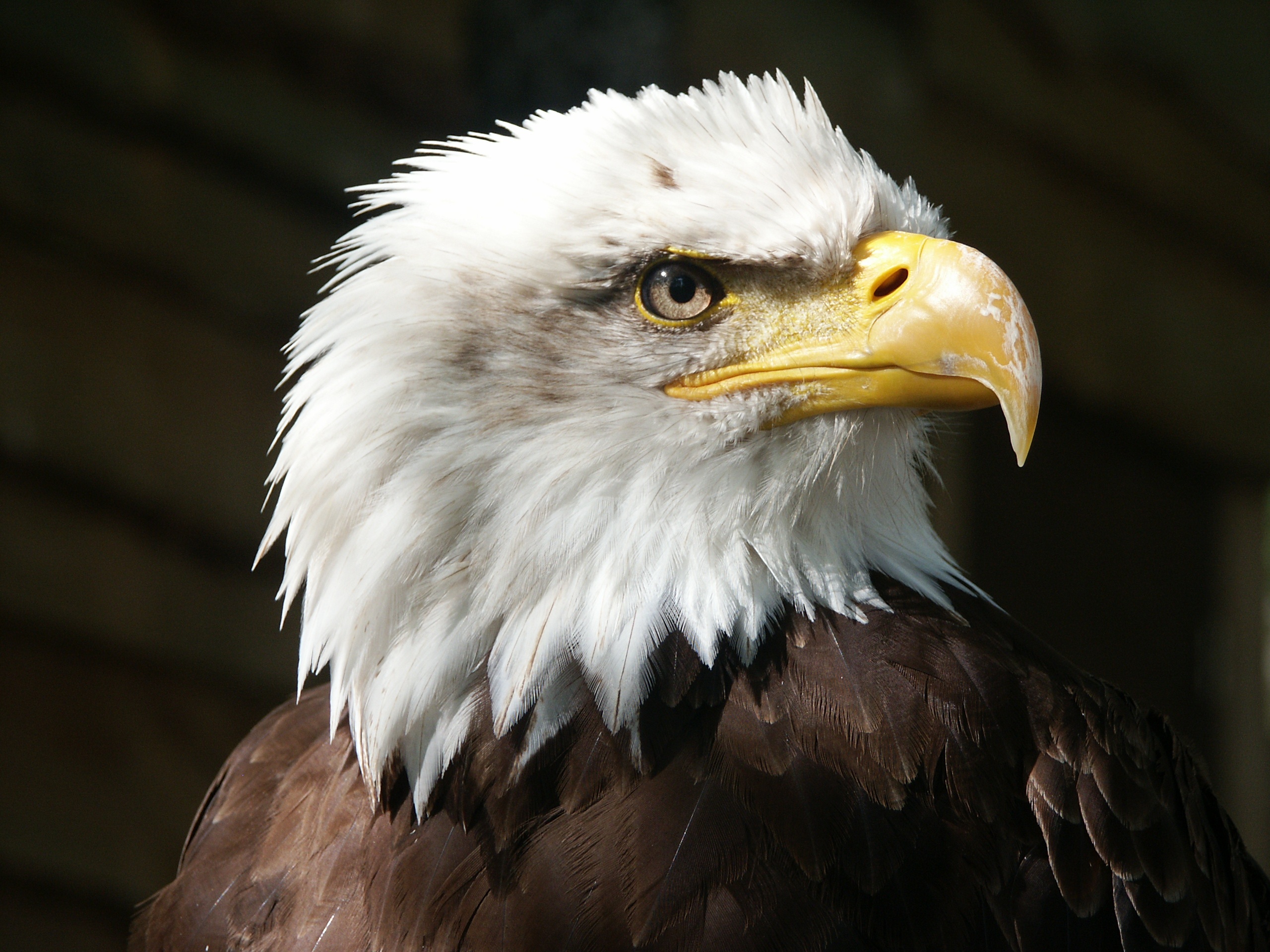 Download mobile wallpaper Birds, Bird, Beak, Animal, Bald Eagle, Bird Of Prey for free.