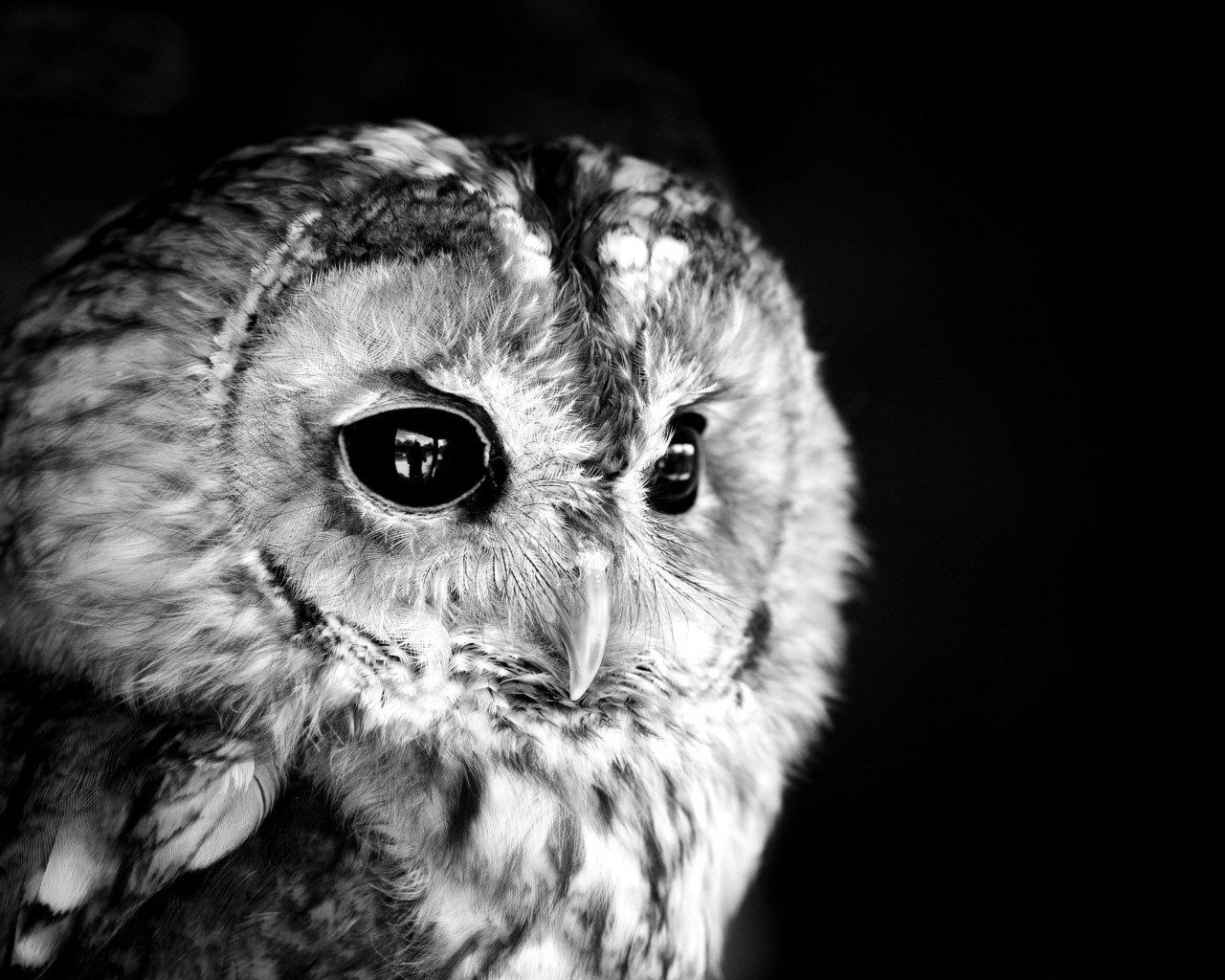 Download mobile wallpaper Animals, Owl, Birds for free.