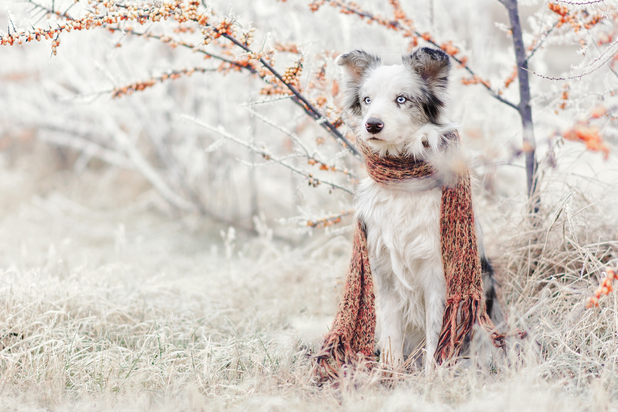 PCデスクトップに動物, 犬, スカーフ, オーストラリアン シェパード画像を無料でダウンロード