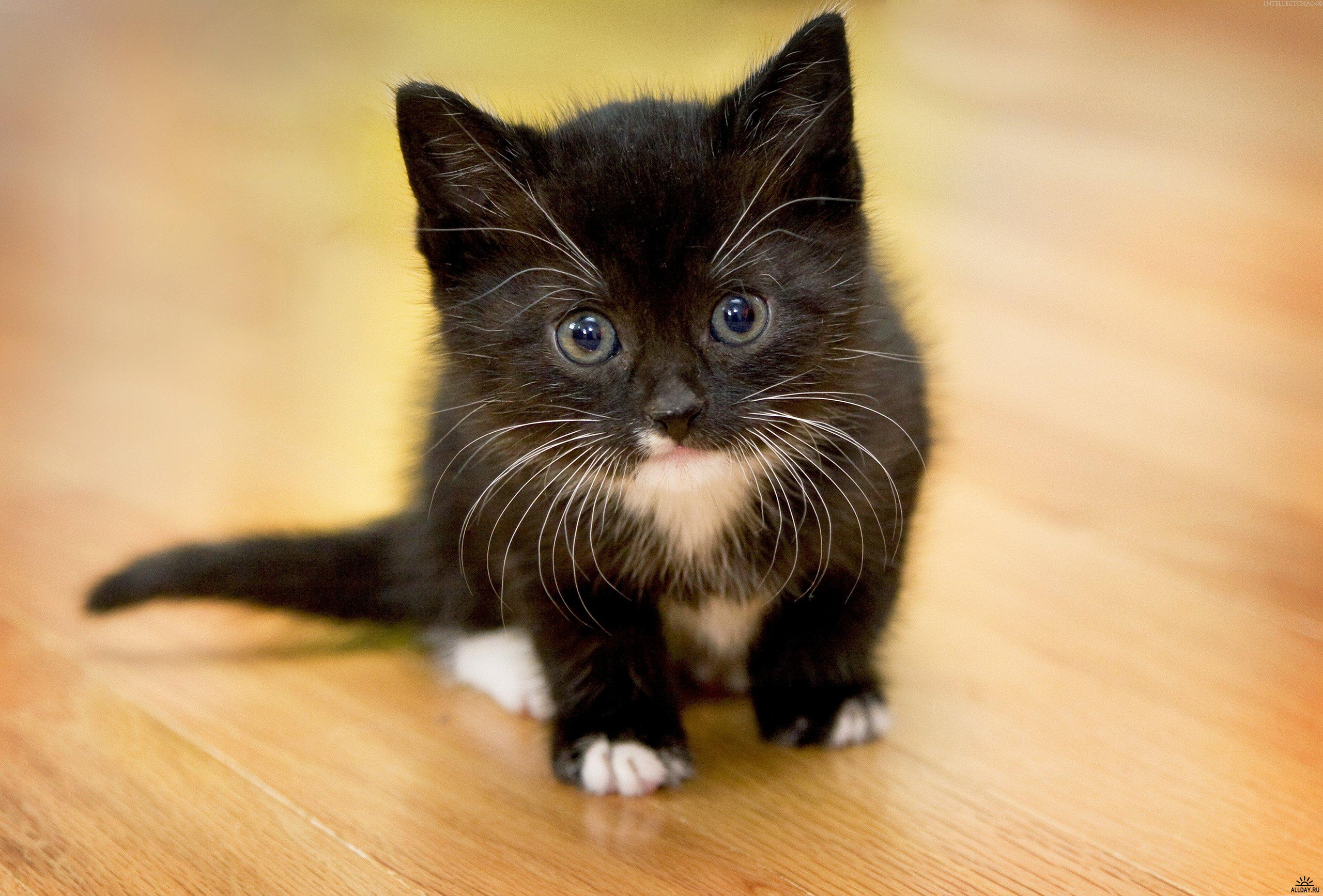 Descarga gratis la imagen Animales, Gatos, Gato, Gatito en el escritorio de tu PC