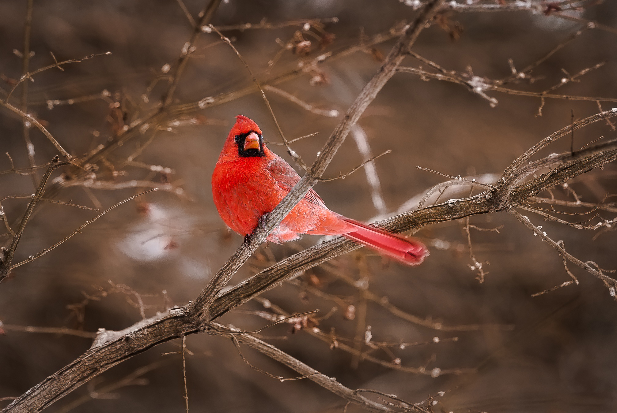 Laden Sie das Kardinal, Vögel, Tiere-Bild kostenlos auf Ihren PC-Desktop herunter