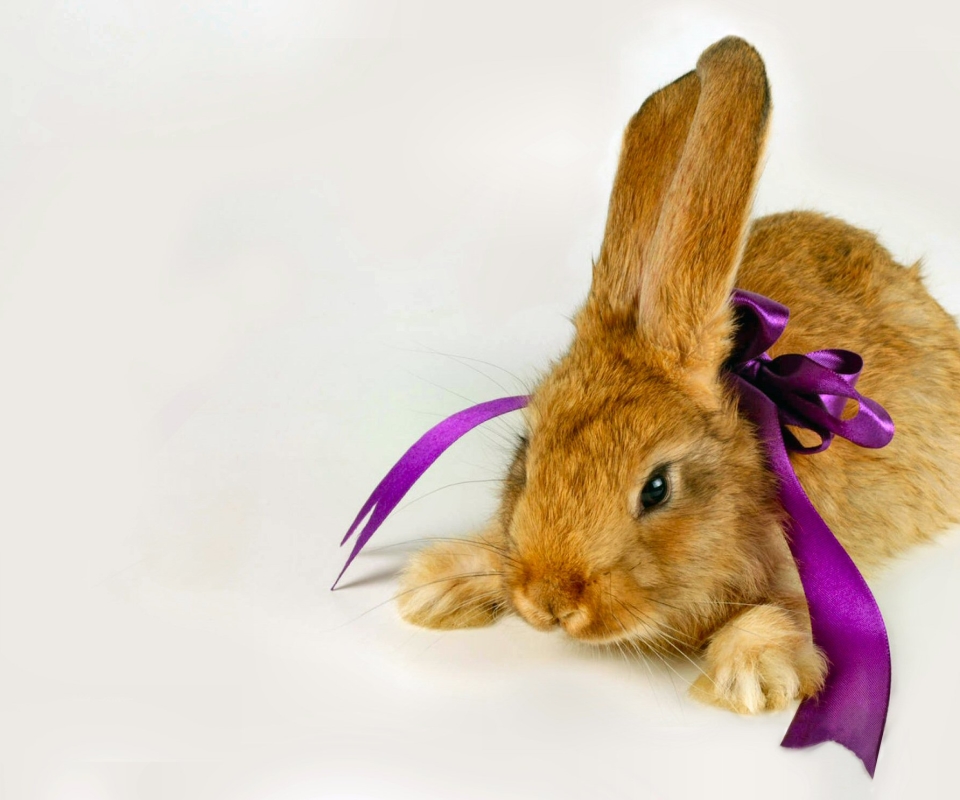 Laden Sie das Tiere, Ostern, Hase, Ferien, Feiertag-Bild kostenlos auf Ihren PC-Desktop herunter