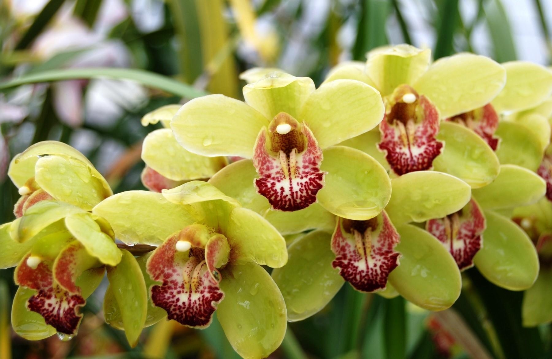 flowers, drops, branch, orchid, exotic, exotics
