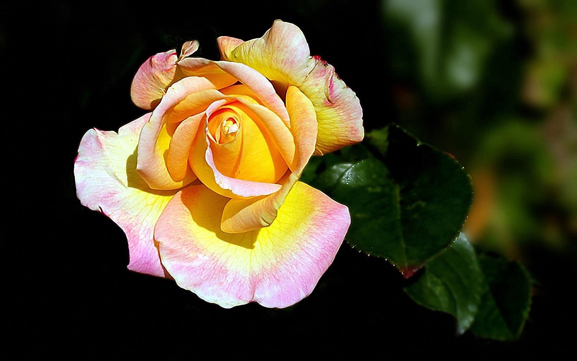 Download mobile wallpaper Flower, Close Up, Petals, Flowers, Leaves, Rose, Rose Flower for free.