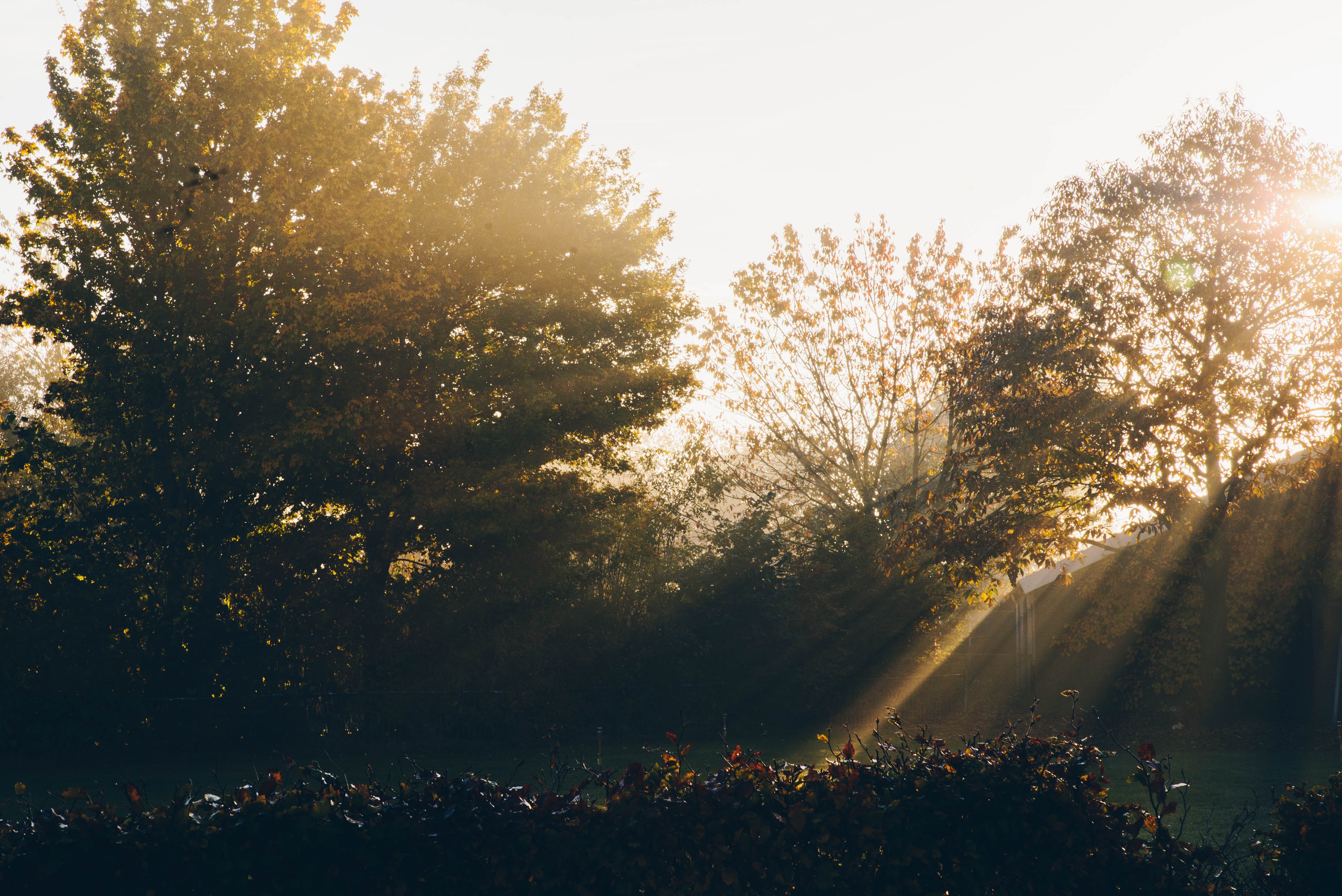 Download mobile wallpaper Sun Rays, Nature, Trees, Sunlight, Dawn, Morning, Garden for free.