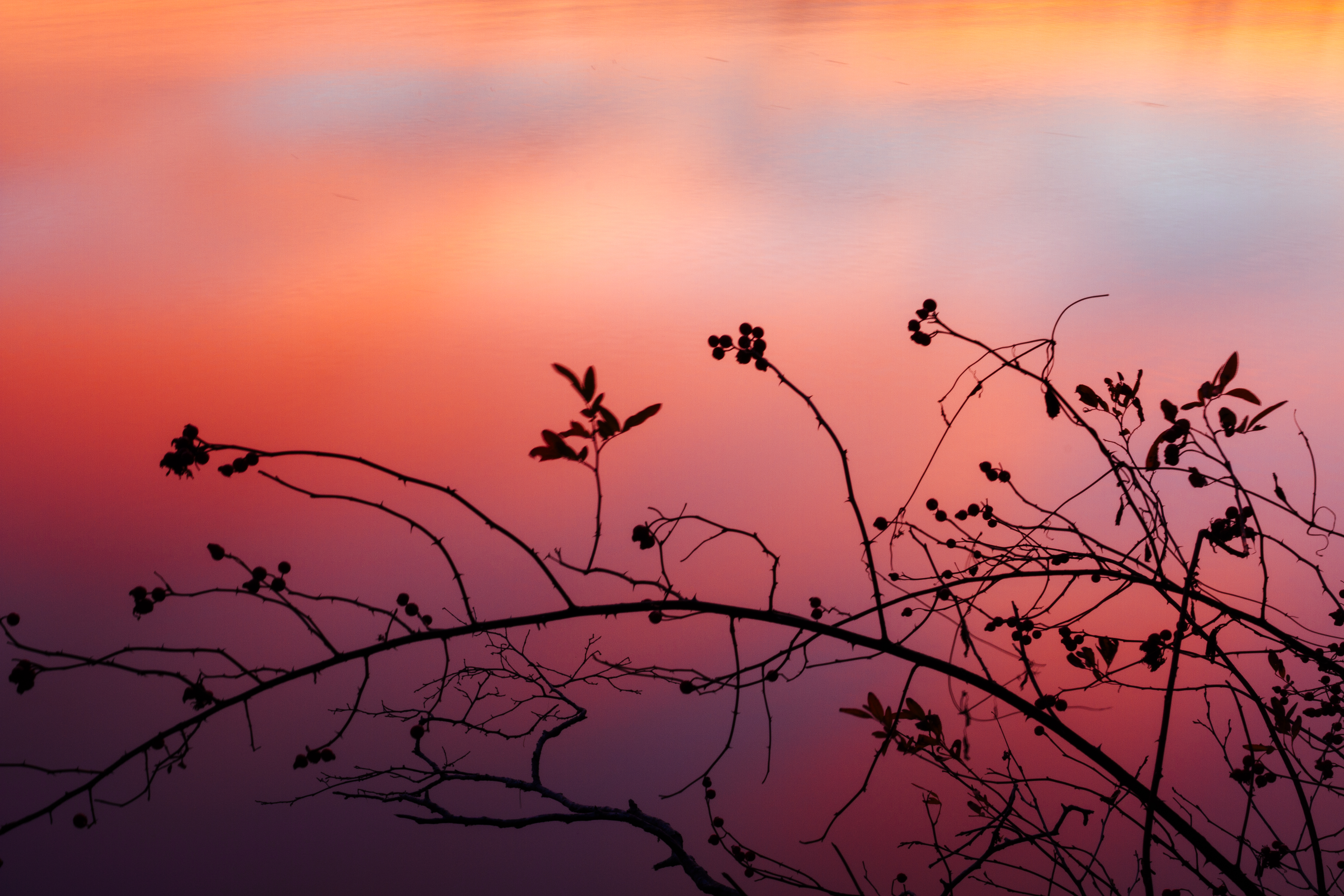 Full HD sunset, nature, silhouette, branch, shadows