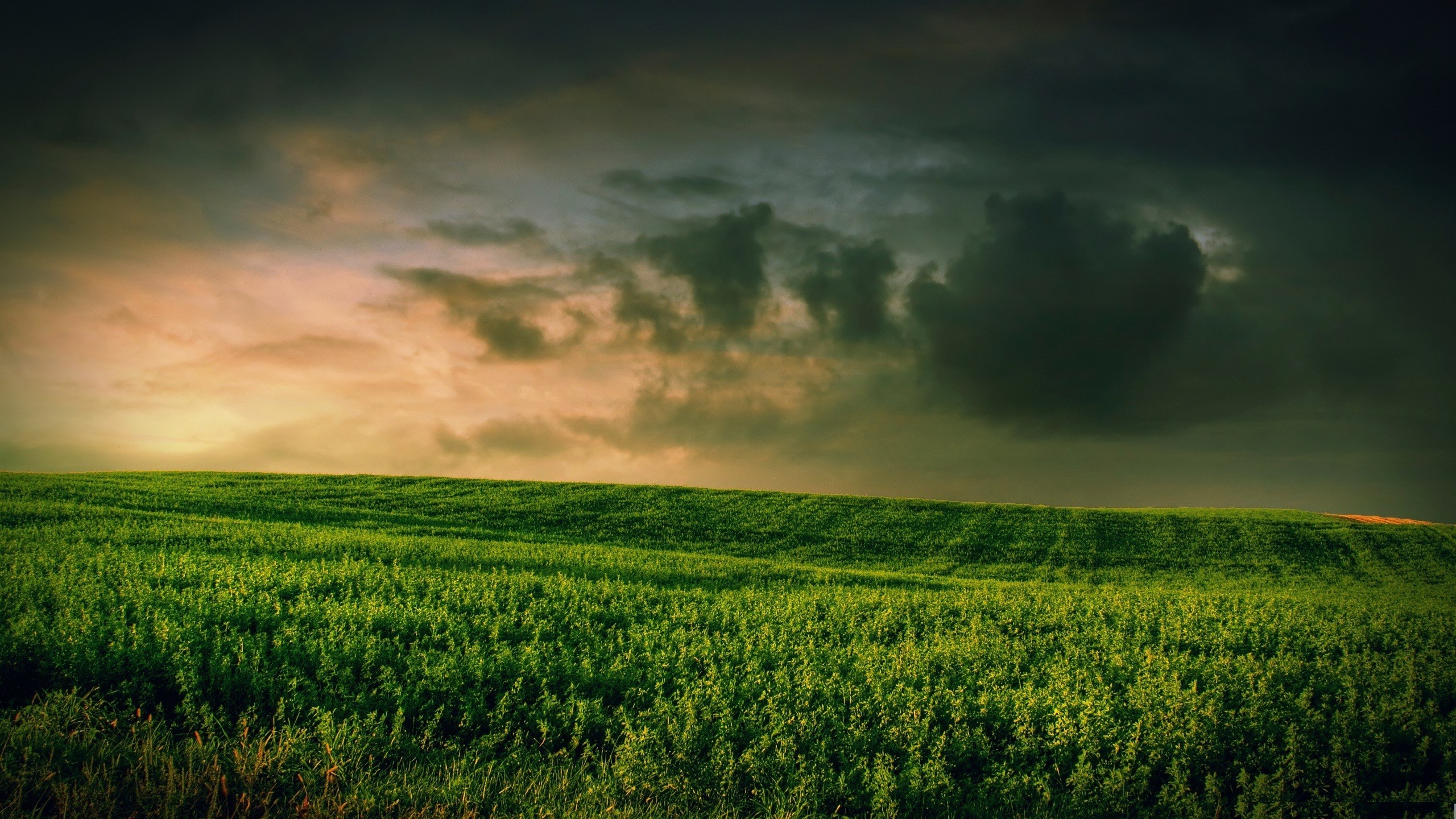 Baixar papel de parede para celular de Campo, Terra/natureza gratuito.