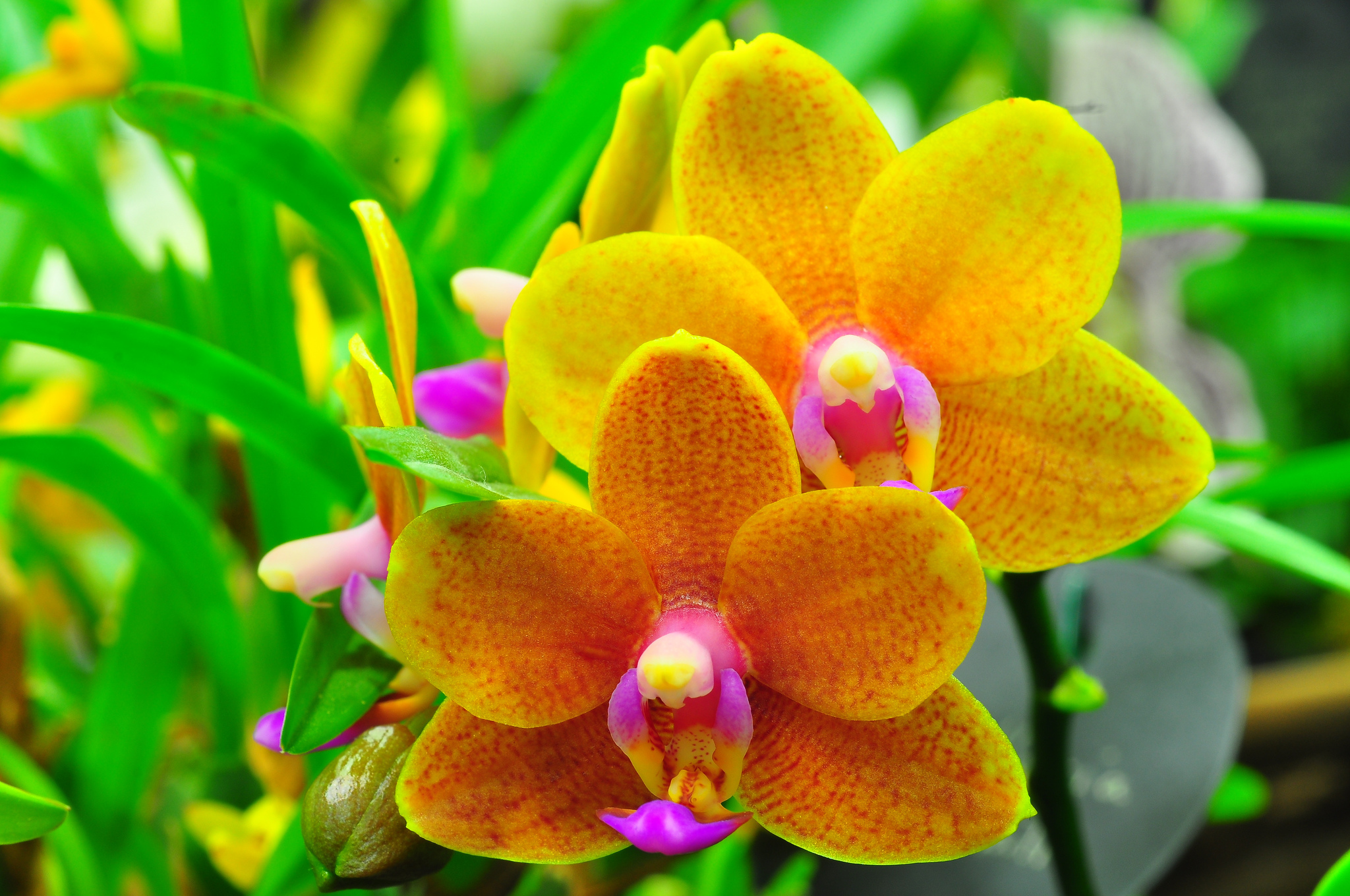 Download mobile wallpaper Nature, Flowers, Flower, Earth, Orchid, Yellow Flower for free.