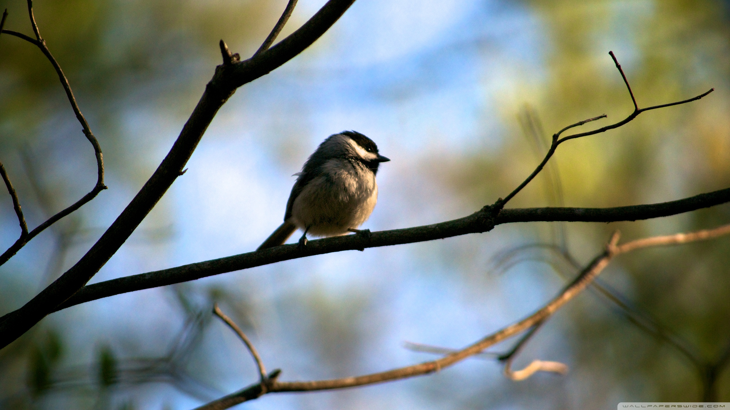 Descarga gratuita de fondo de pantalla para móvil de Animales, Aves, Ave.