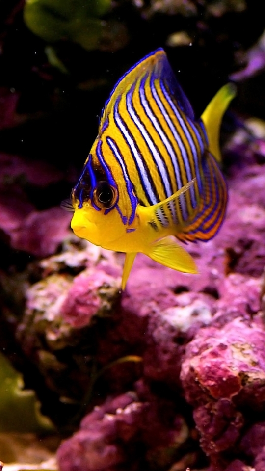 Download mobile wallpaper Fishes, Animal, Fish, Underwater, Tropical Fish for free.
