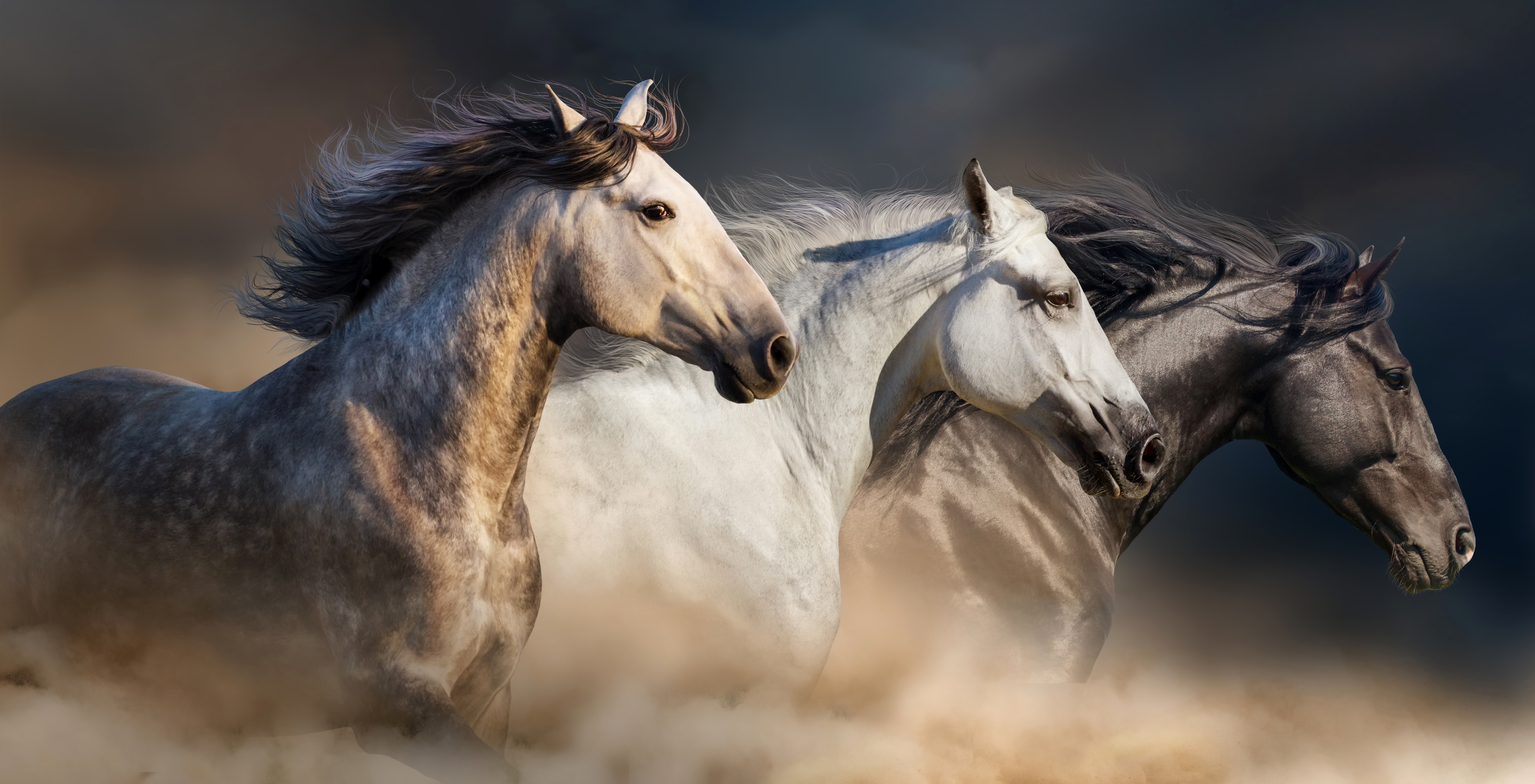 Download mobile wallpaper Animal, Horse for free.