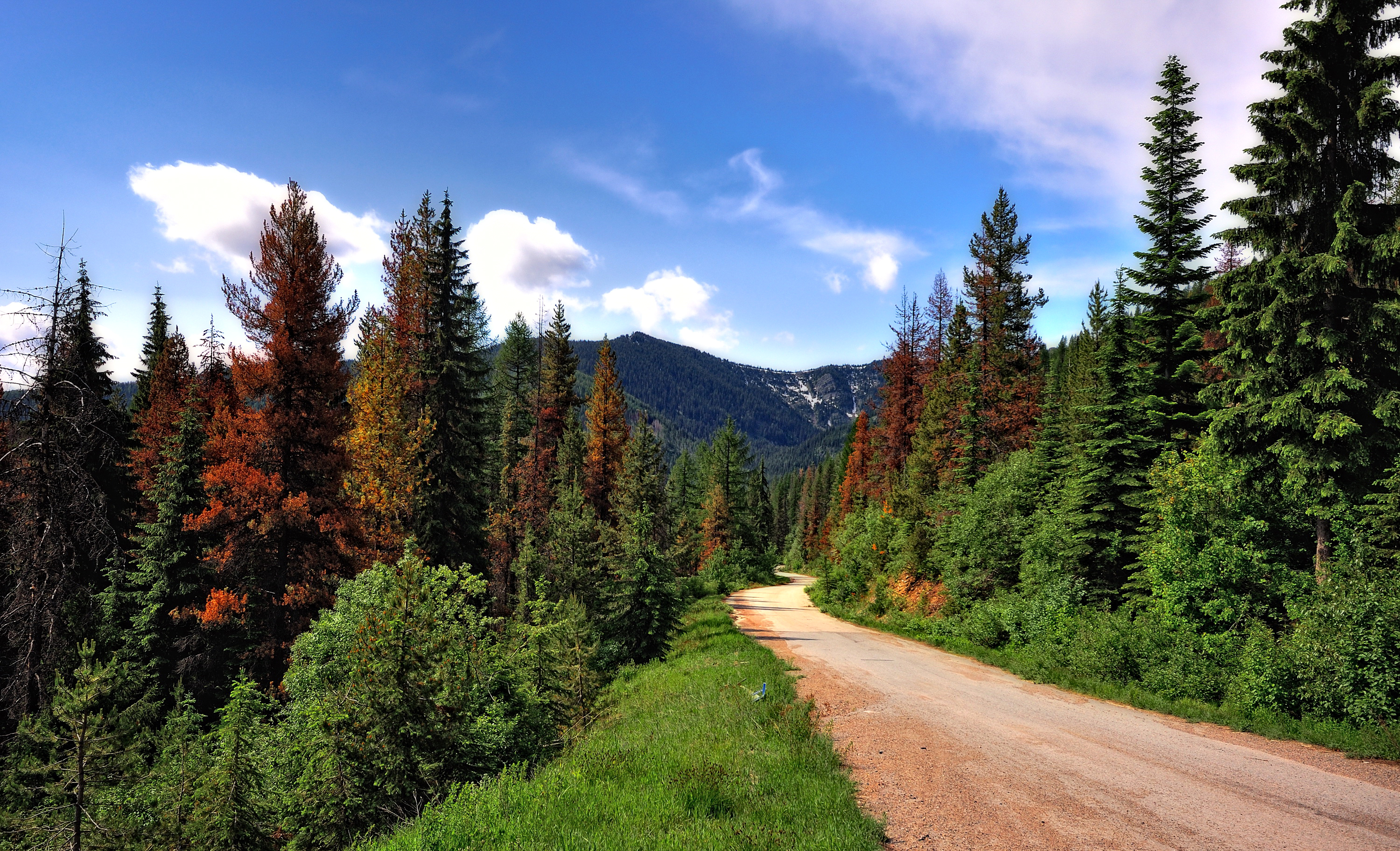 Laden Sie das Landschaft, Natur, Straße, Wald, Menschengemacht-Bild kostenlos auf Ihren PC-Desktop herunter