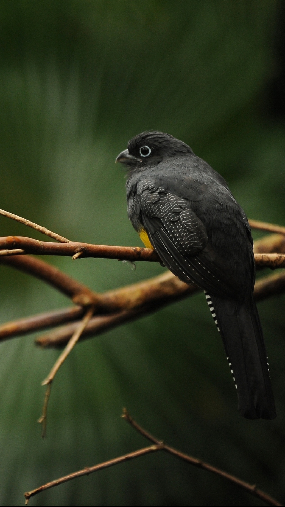 Descarga gratuita de fondo de pantalla para móvil de Animales, Aves, Ave.