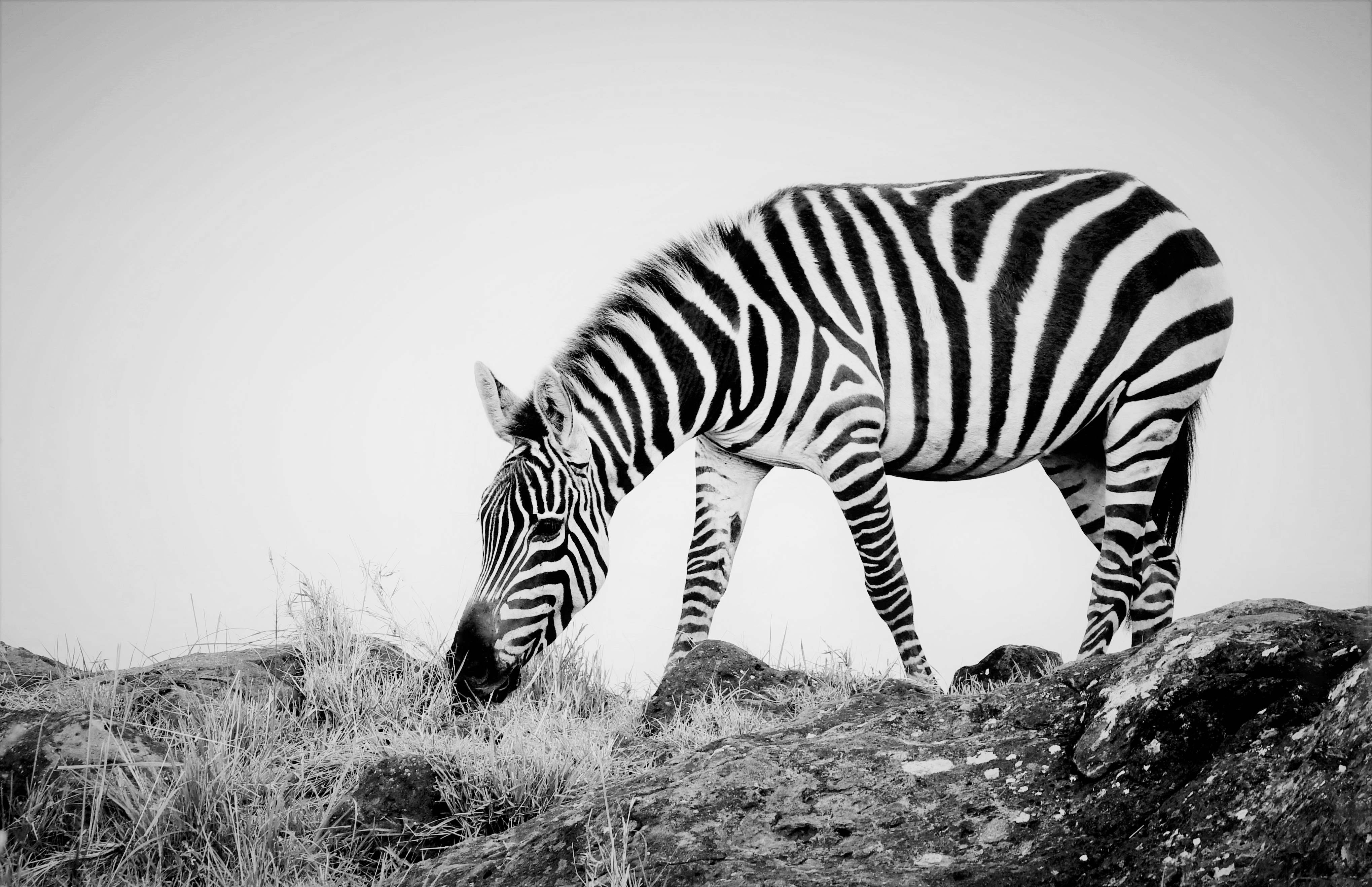Скачать обои бесплатно Животные, Чёрно Белое, Африка, Зебра, Национальный Заповедник Масаи Мара, Кения картинка на рабочий стол ПК