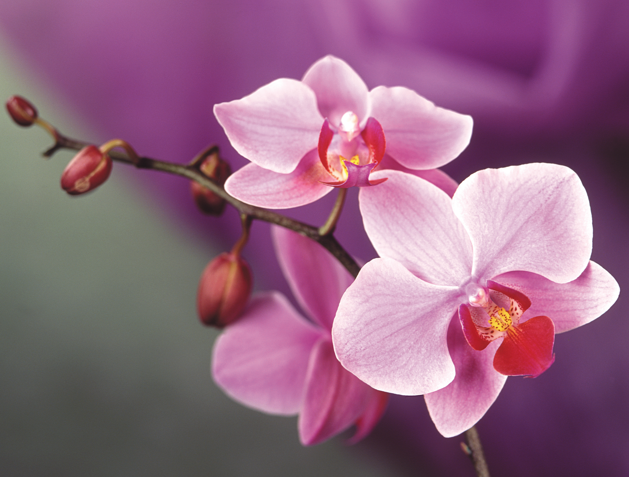 306578 baixar imagens terra/natureza, orquídea, flores - papéis de parede e protetores de tela gratuitamente