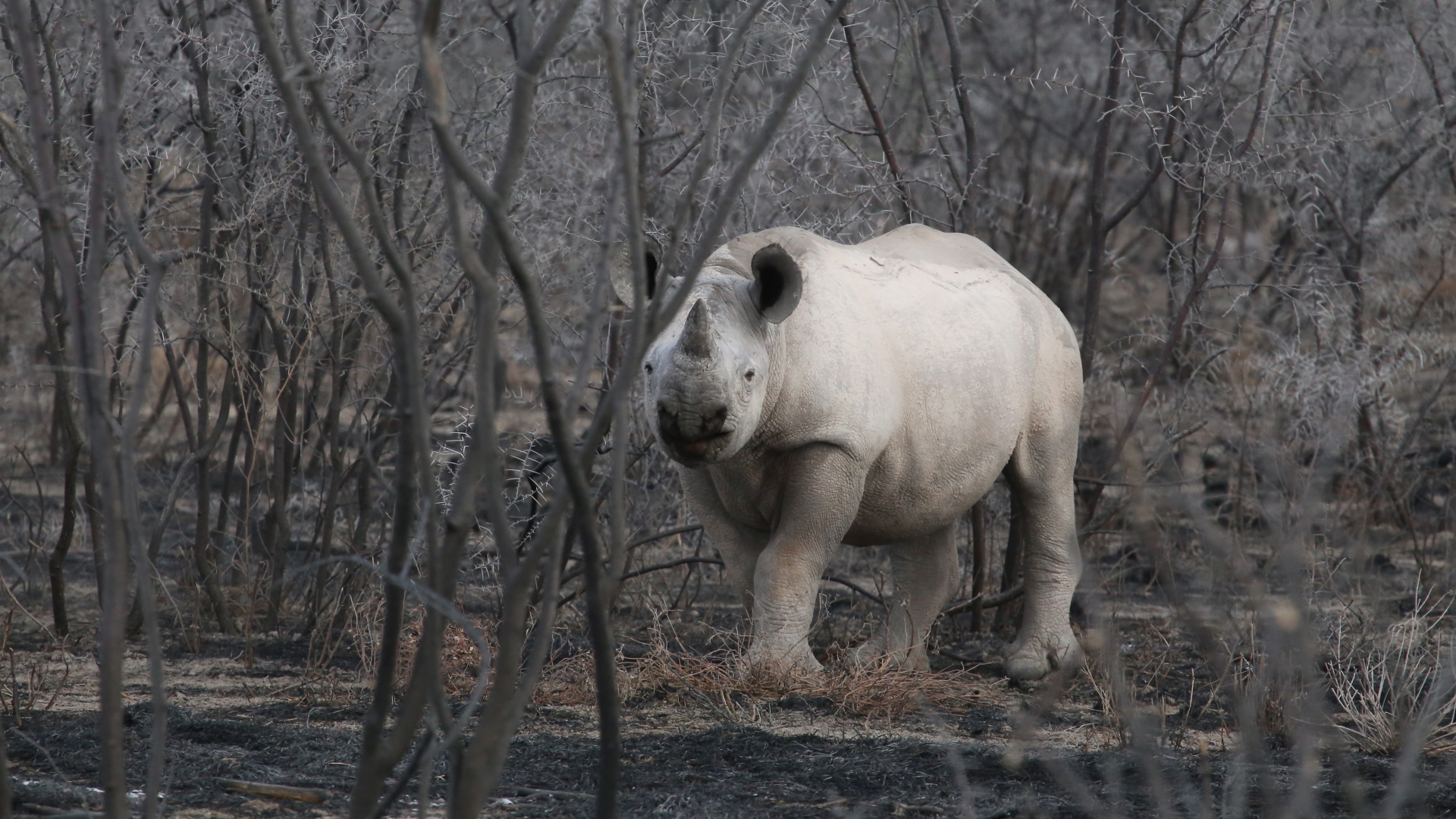 Download mobile wallpaper Rhinoceros, Rhino, Animal for free.