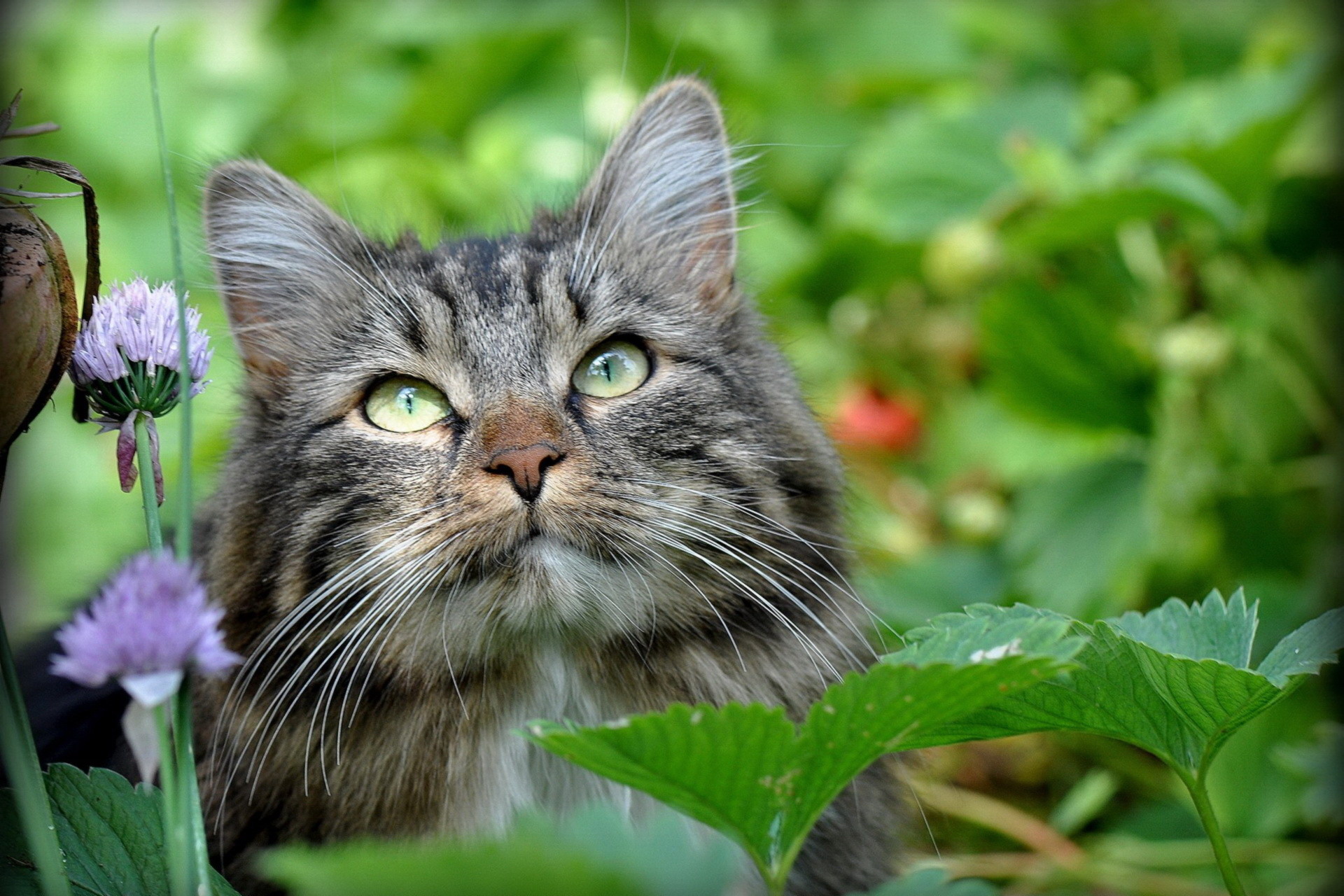 Descarga gratuita de fondo de pantalla para móvil de Animales, Gatos, Gato.