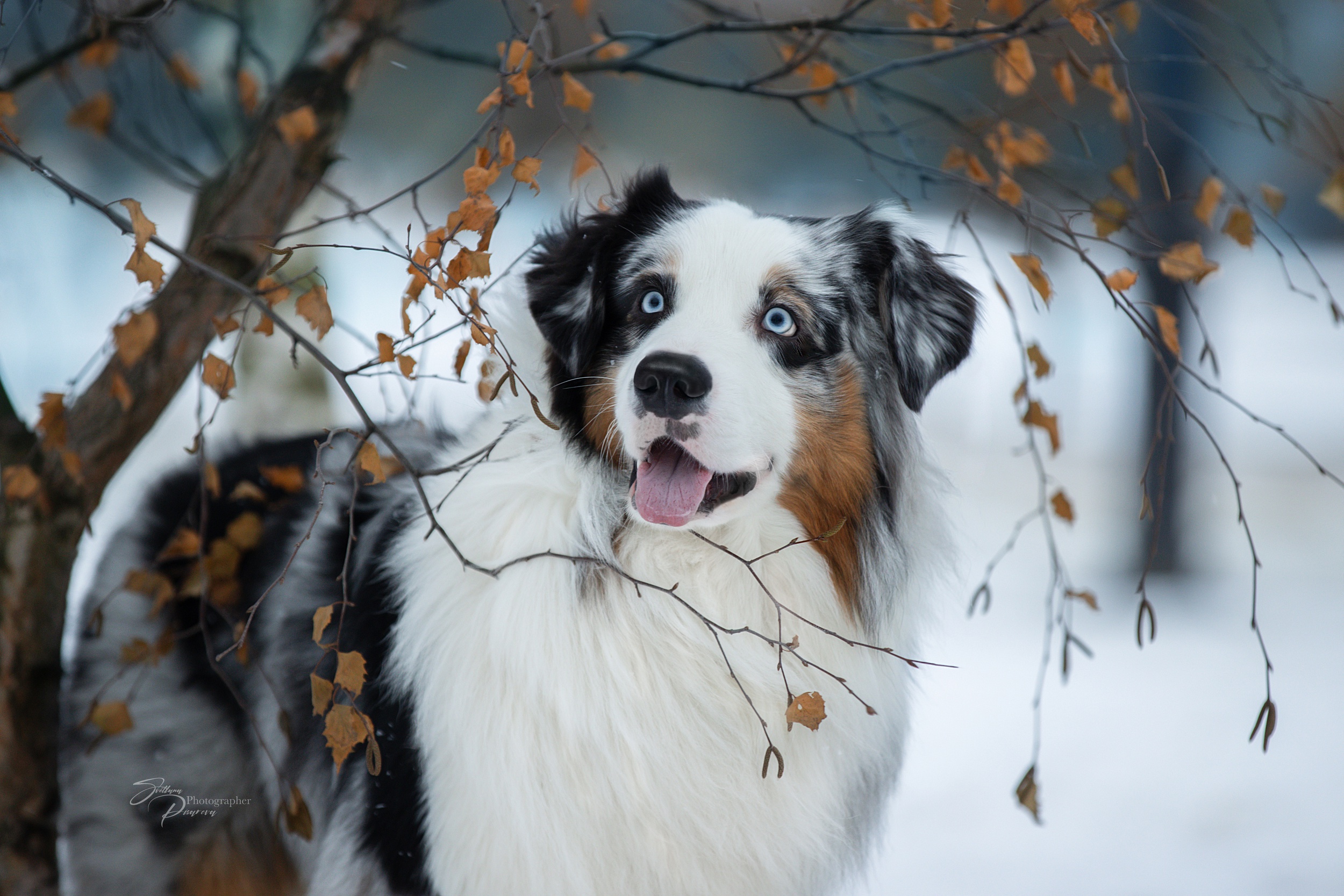 Download mobile wallpaper Dogs, Dog, Animal, Australian Shepherd for free.