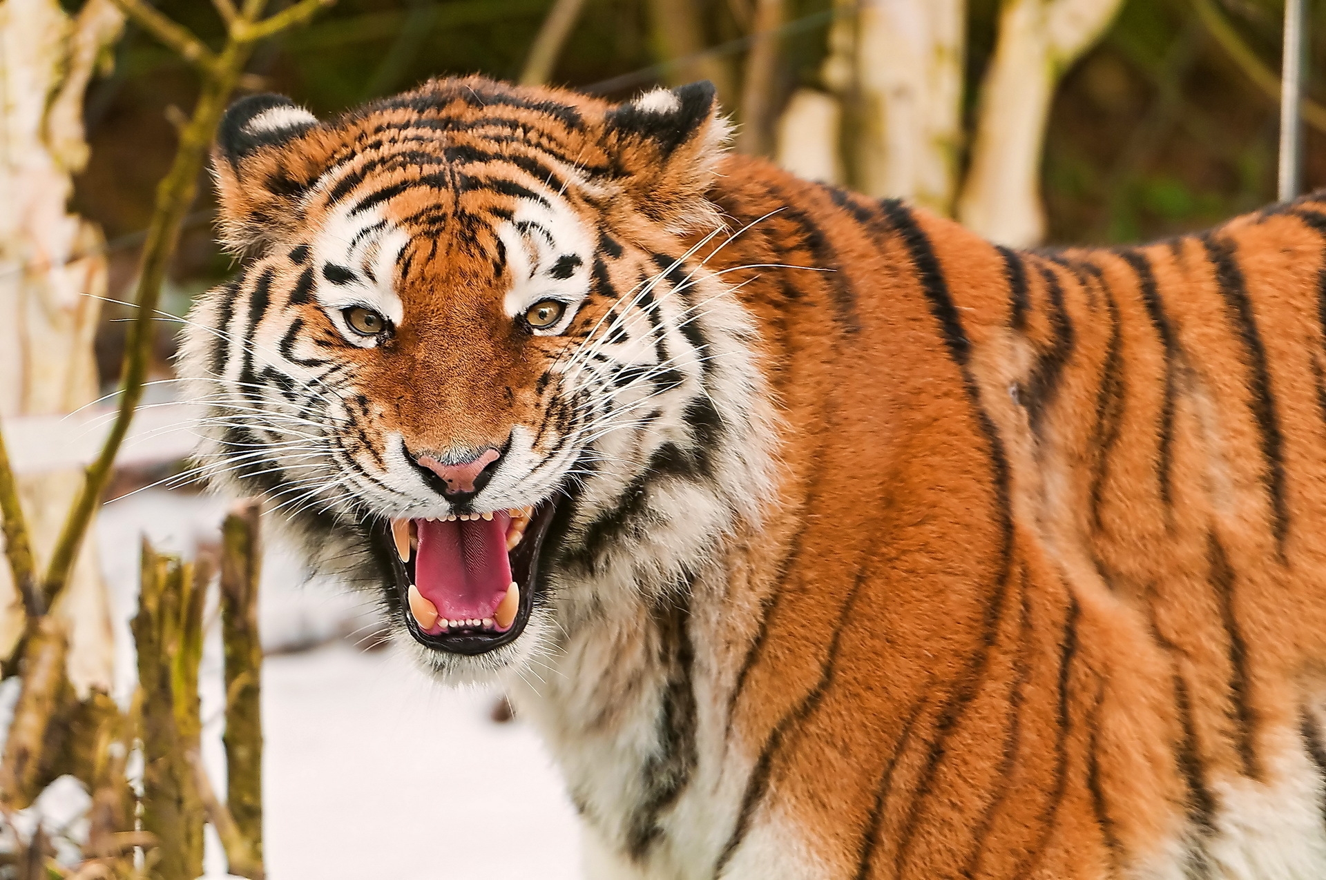 Free download wallpaper Muzzle, Striped, Predator, Tiger, Animals, Big Cat on your PC desktop