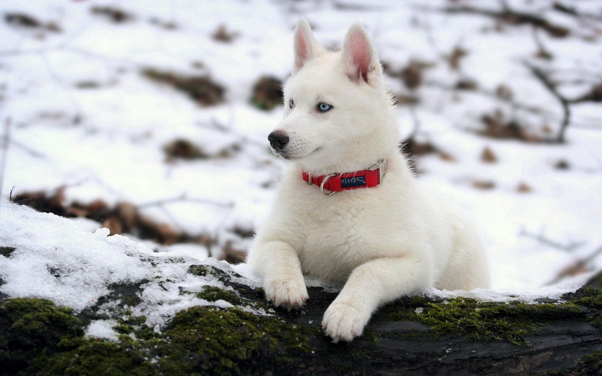 snow, husky, animals, dog, puppy, moss, haska, collar, log Panoramic Wallpaper