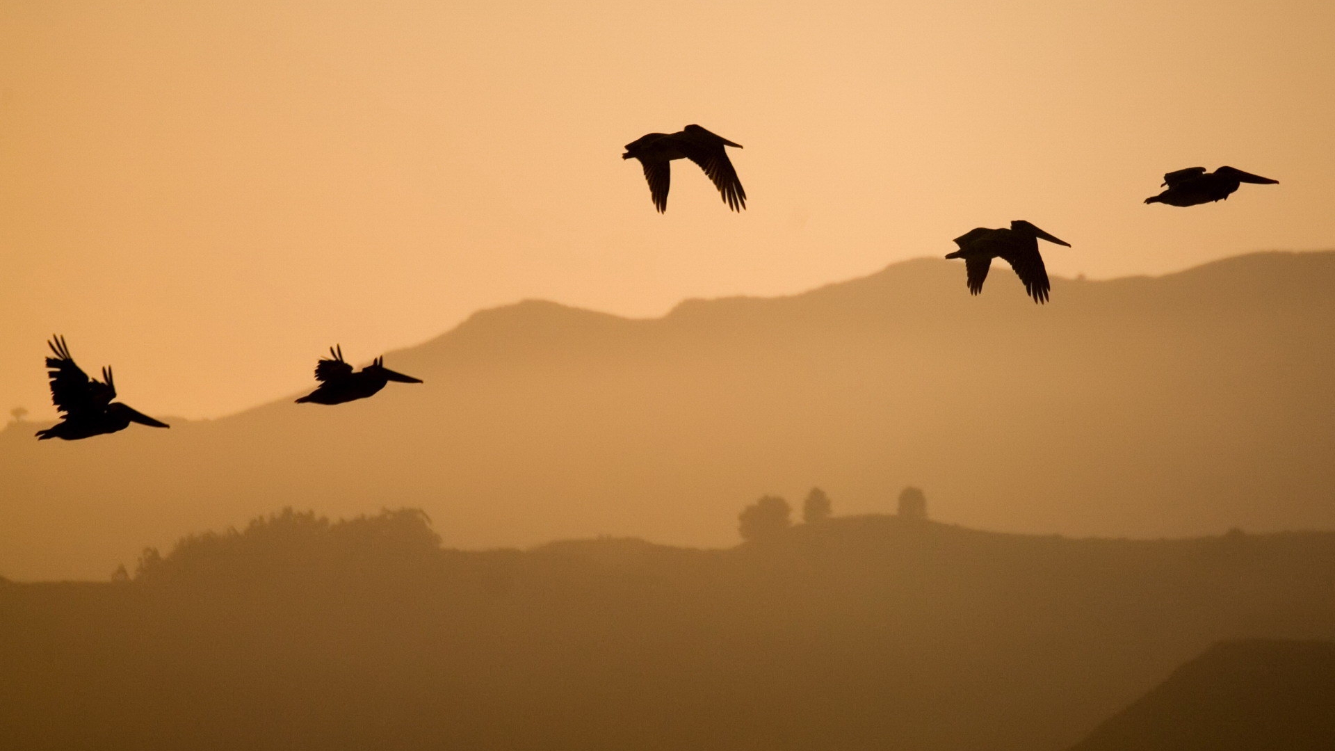 Téléchargez gratuitement l'image Oiseau, Des Oiseaux, Animaux sur le bureau de votre PC