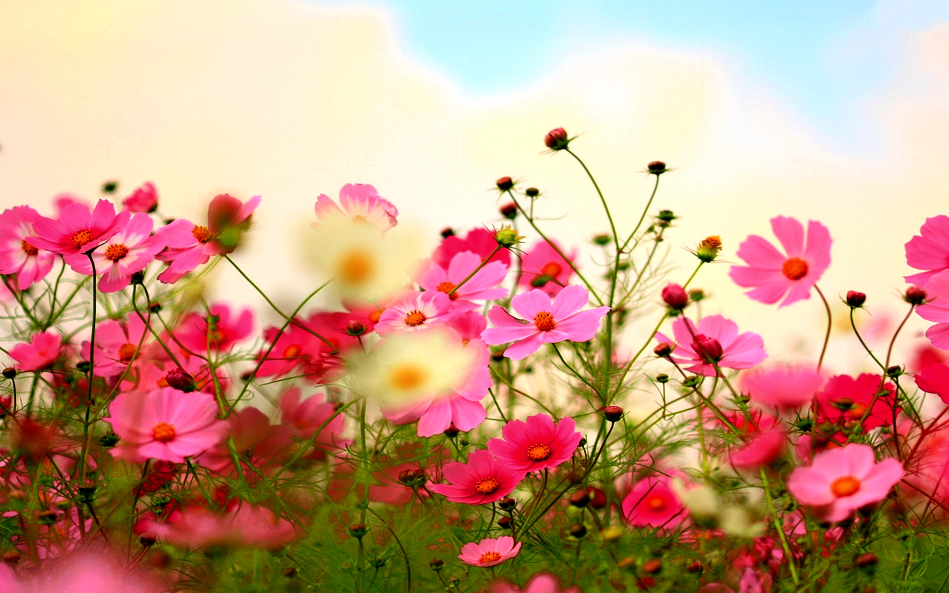 Baixe gratuitamente a imagem Flores, Flor, Flor Rosa, Cosmos, Terra/natureza na área de trabalho do seu PC