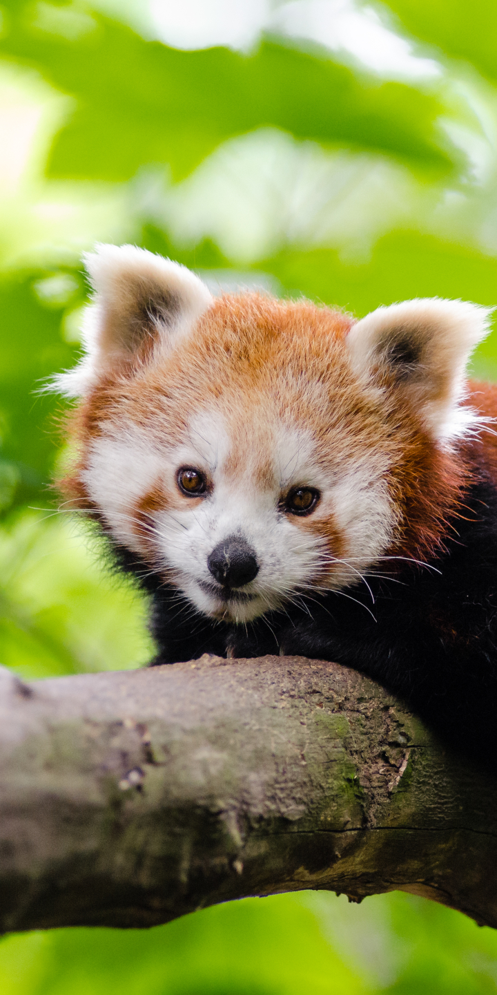 Handy-Wallpaper Tiere, Kleiner Panda kostenlos herunterladen.