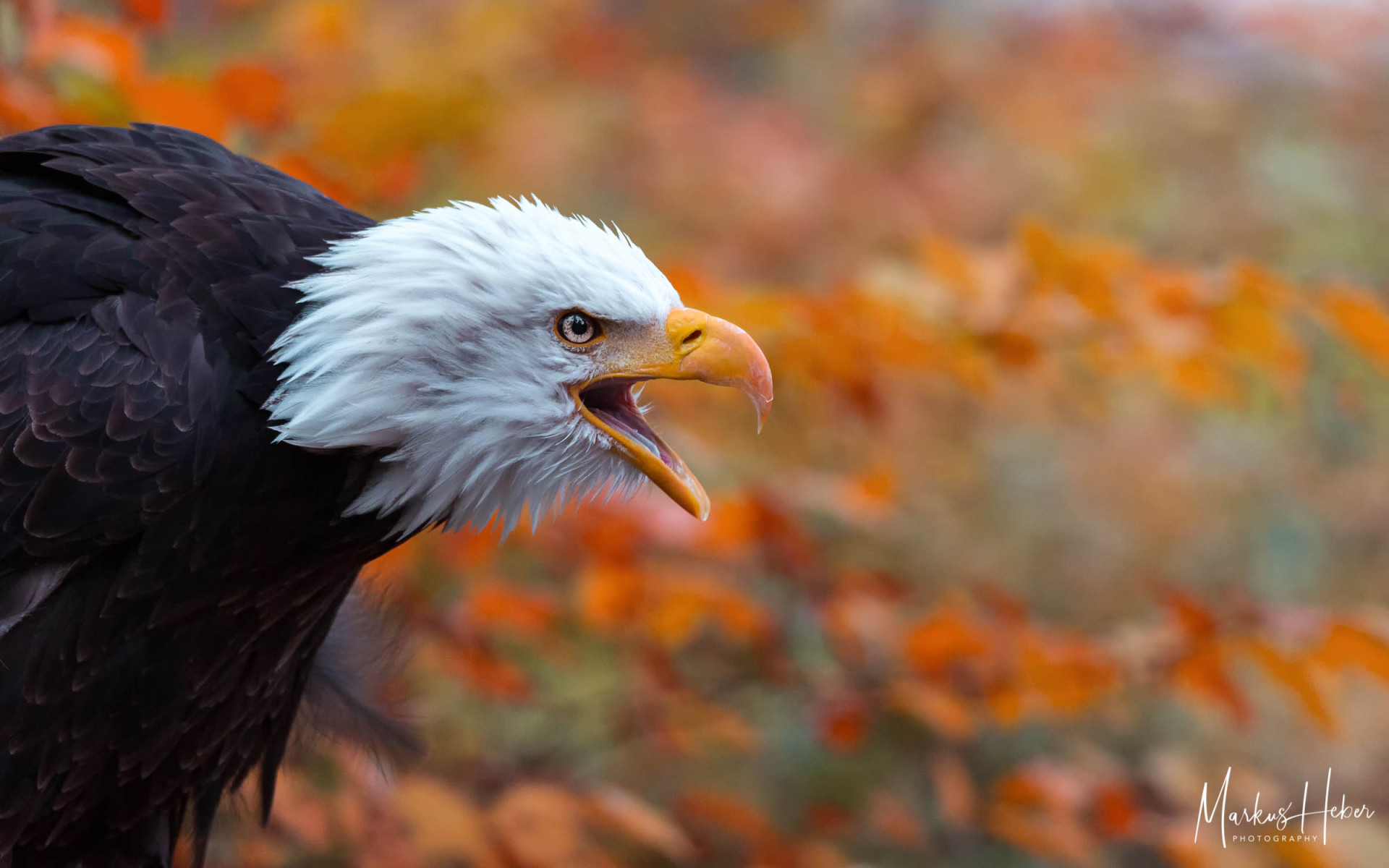 Download mobile wallpaper Birds, Bird, Animal, Bald Eagle for free.