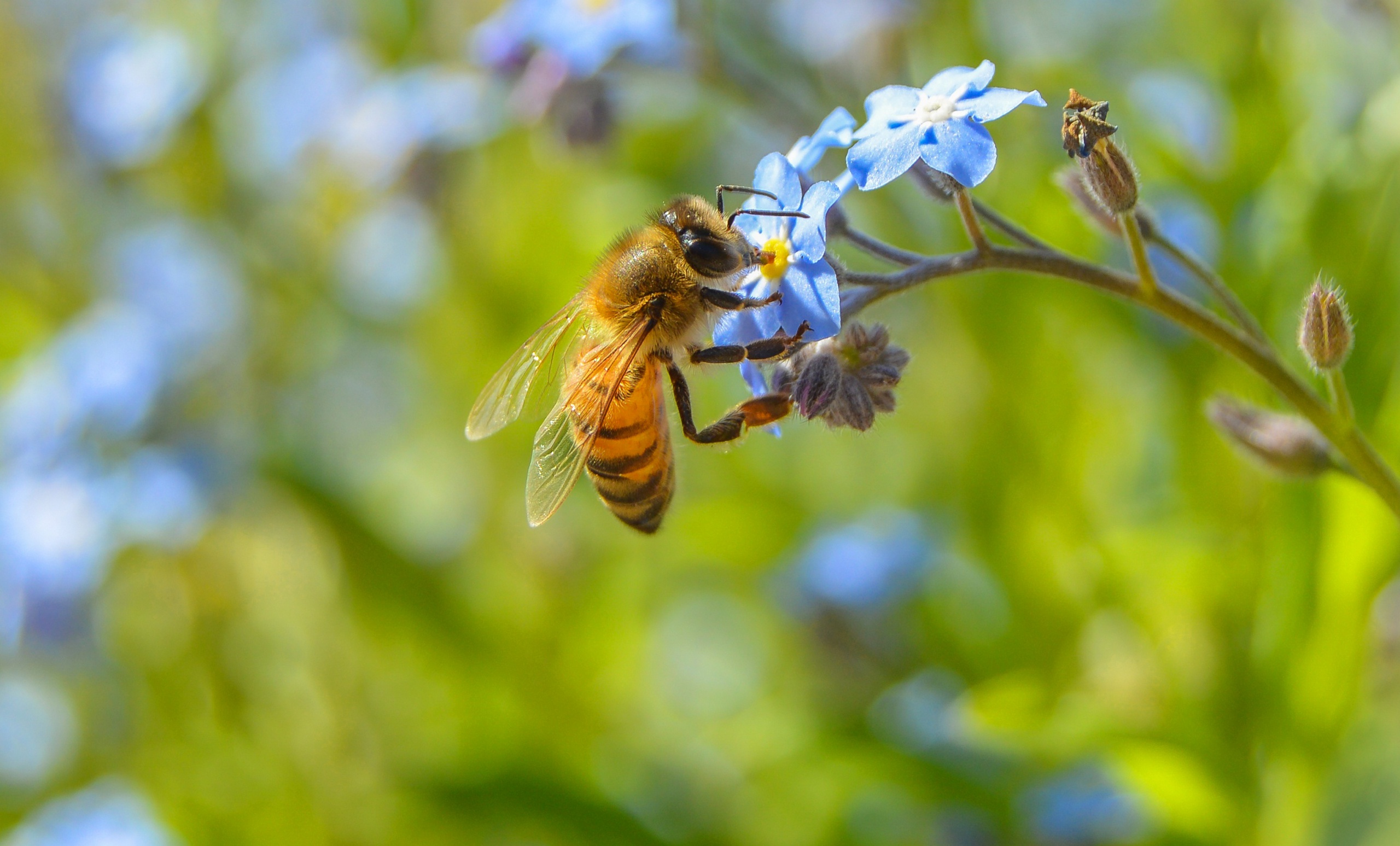 Handy-Wallpaper Tiere, Insekten, Blume, Makro, Insekt, Biene, Blaue Blume kostenlos herunterladen.