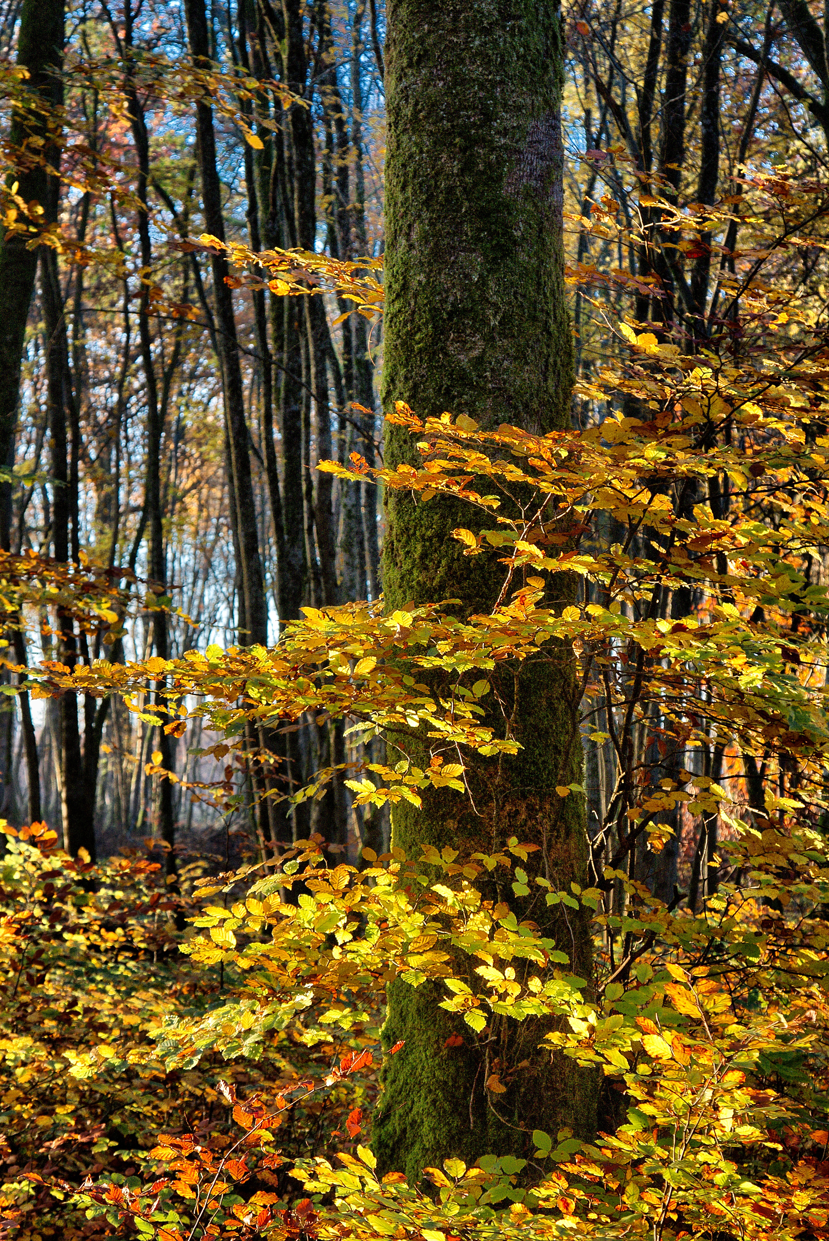Скачать обои бесплатно Дерево, Лес, Листва, Природа, Осень картинка на рабочий стол ПК