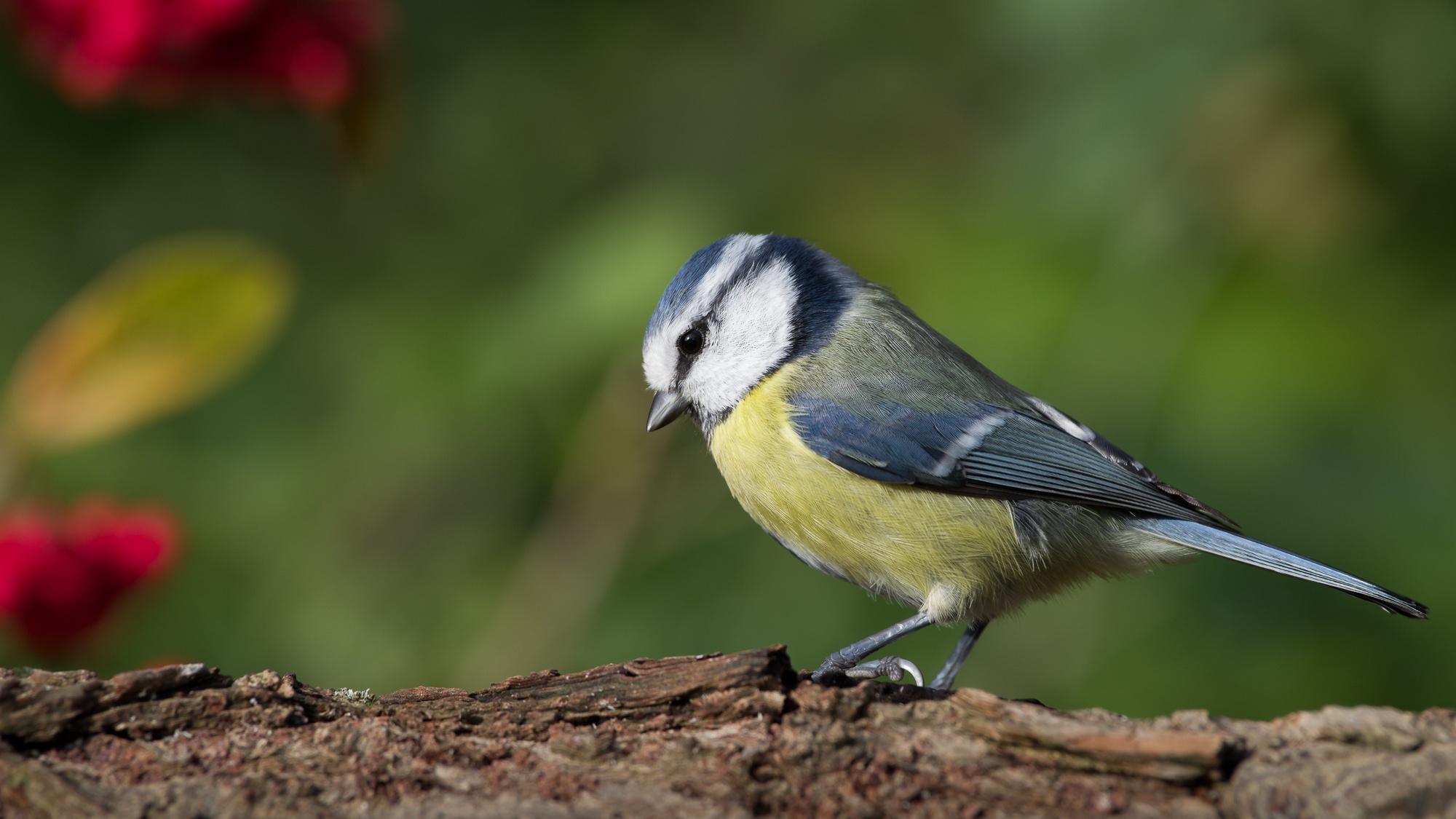 Download mobile wallpaper Birds, Bird, Animal, Titmouse, Passerine for free.