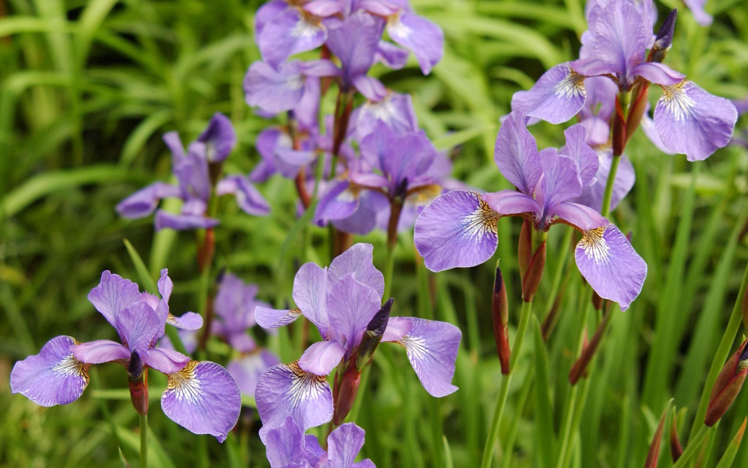 Free download wallpaper Iris, Buds, Flowers, Petals, Leaves on your PC desktop