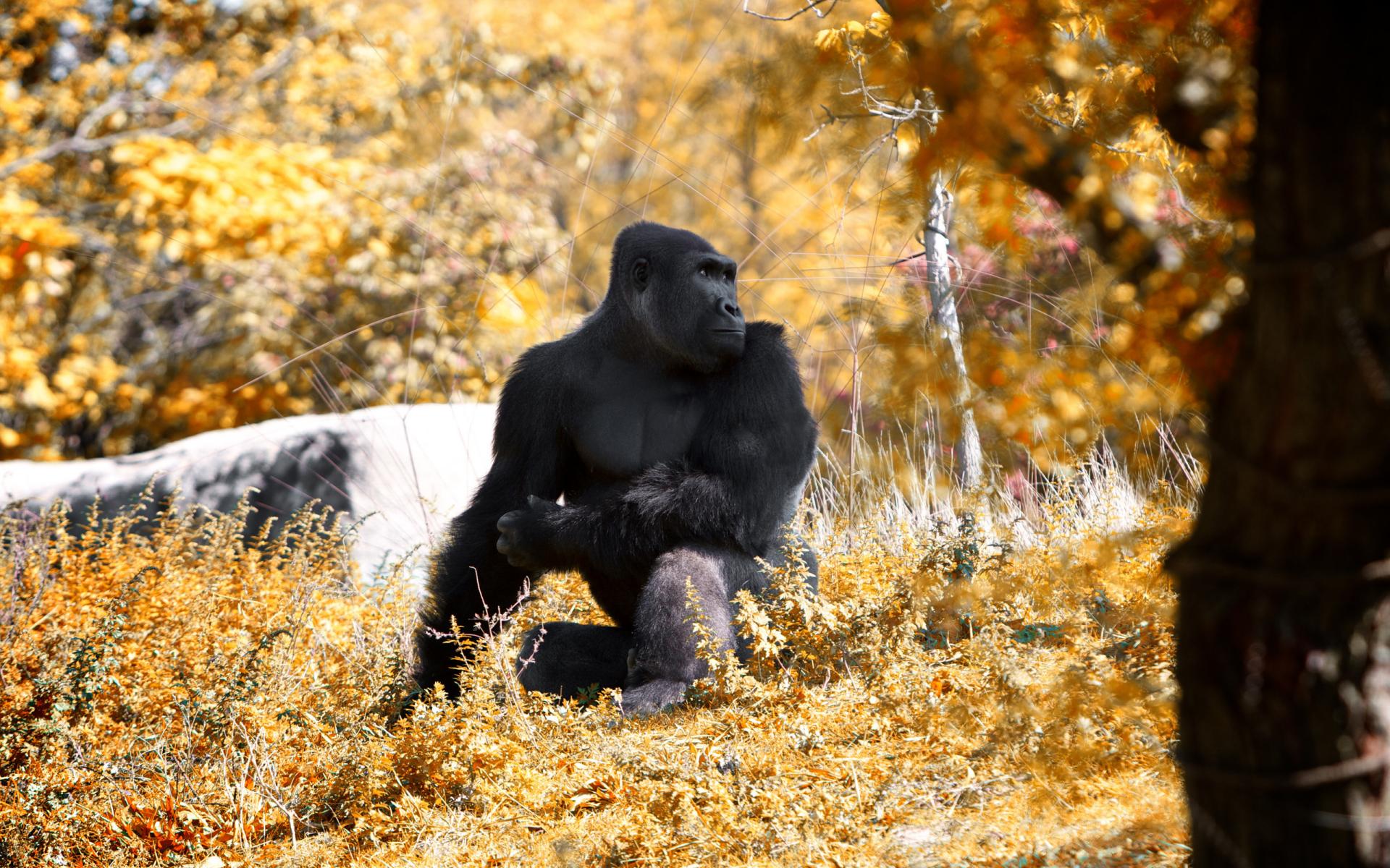Téléchargez gratuitement l'image Animaux, Gorille sur le bureau de votre PC
