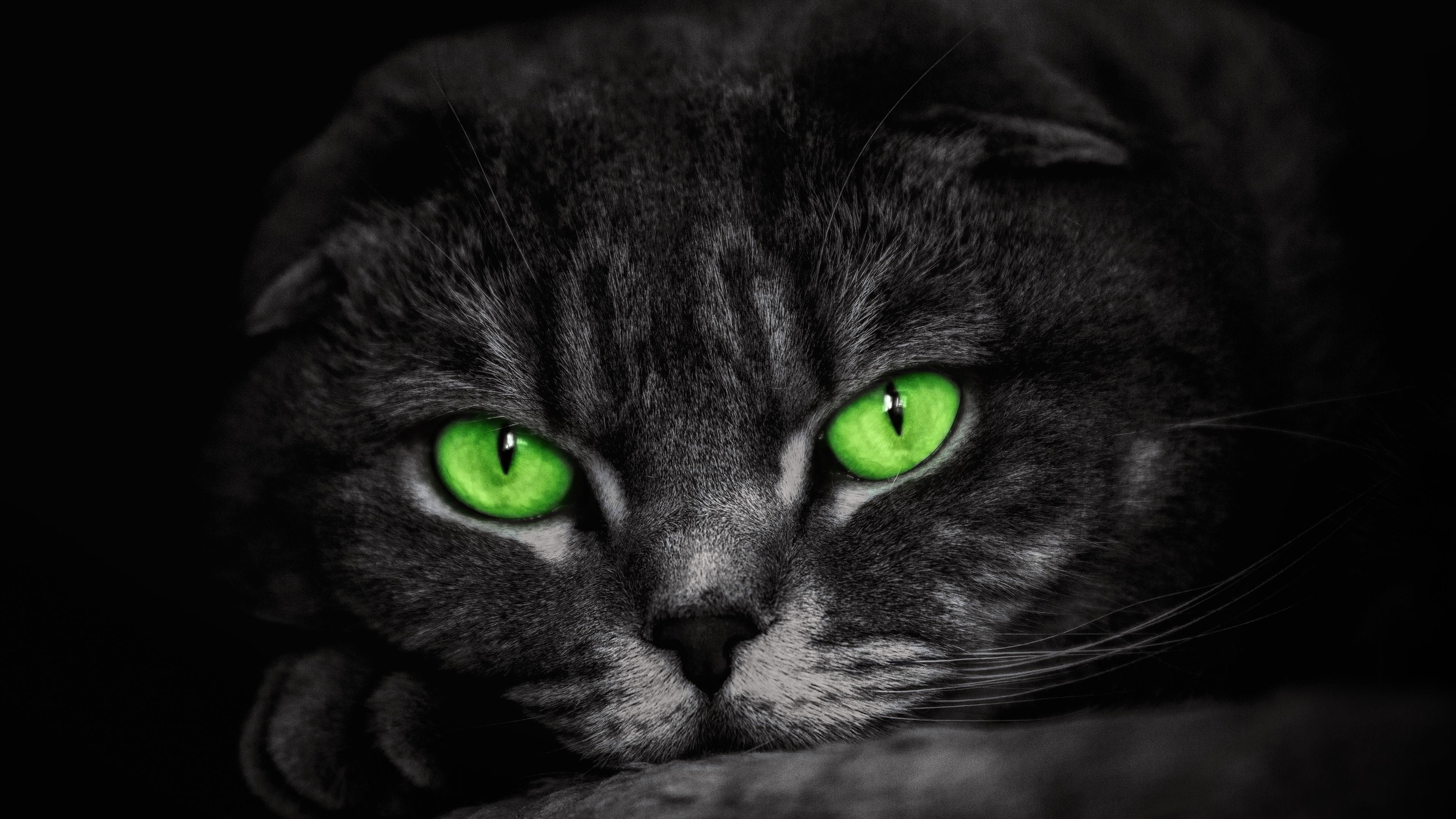 Laden Sie das Tiere, Katzen, Katze, Grüne Augen-Bild kostenlos auf Ihren PC-Desktop herunter