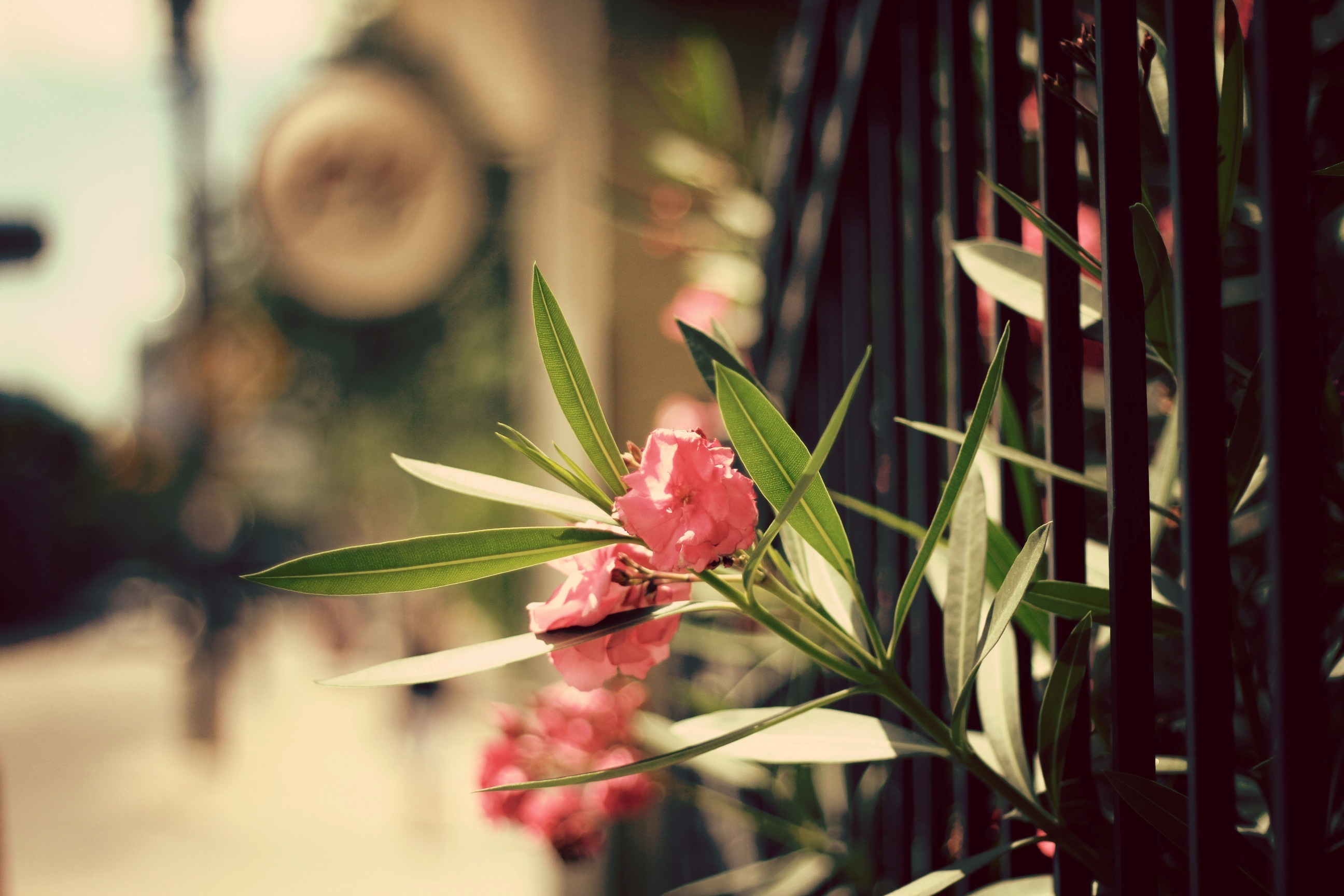 Descarga gratis la imagen Flores, Flor, Tierra/naturaleza en el escritorio de tu PC