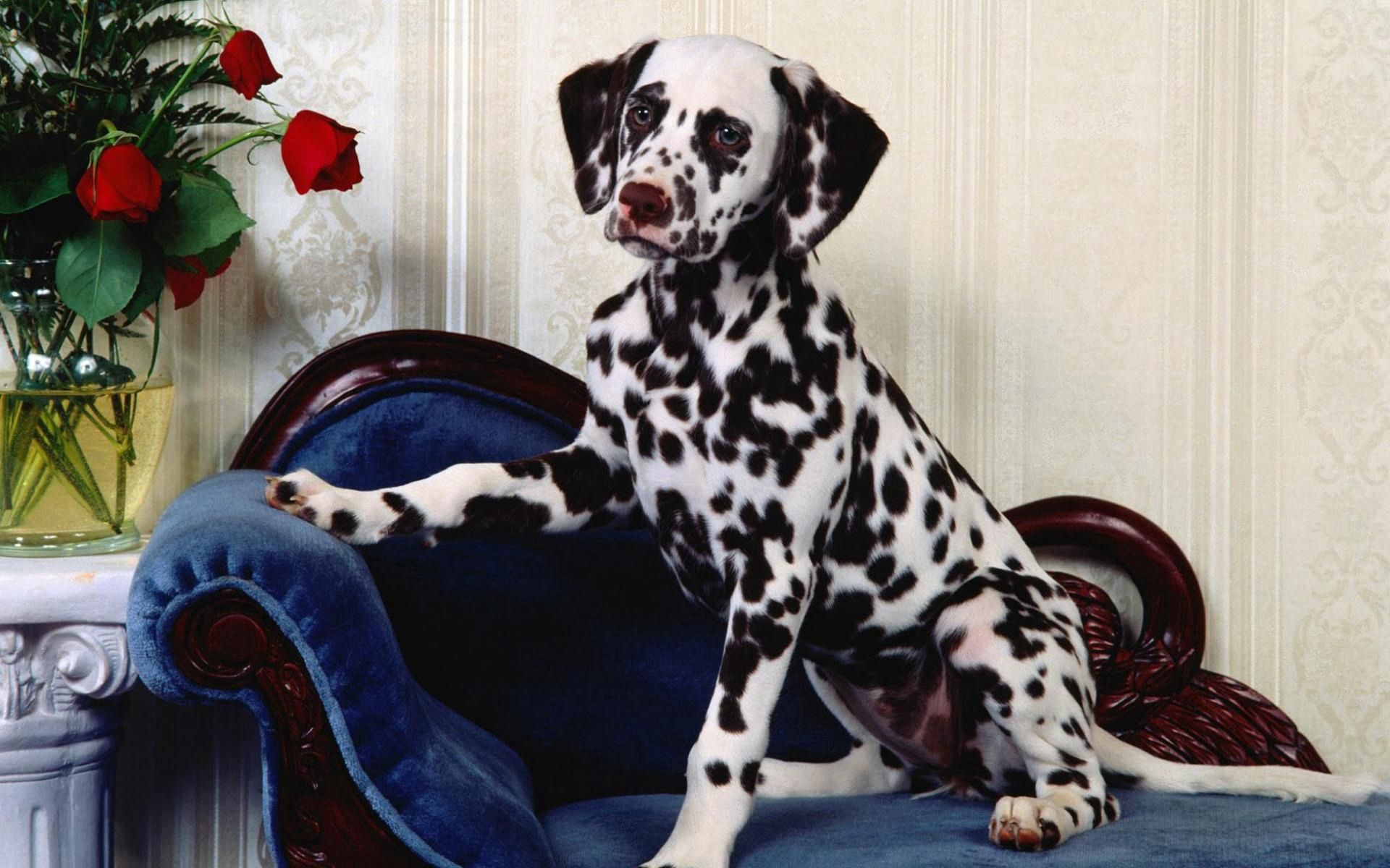 dalmatian, animals, flowers, dog, vase, dalmatians, armchair
