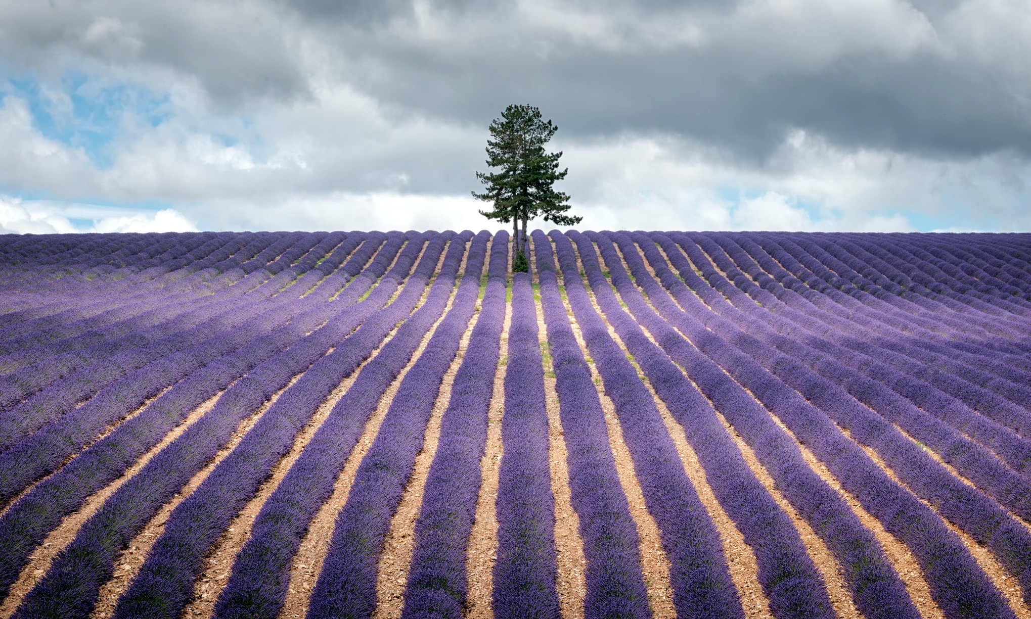 Download mobile wallpaper Lavender, Flowers, Earth for free.