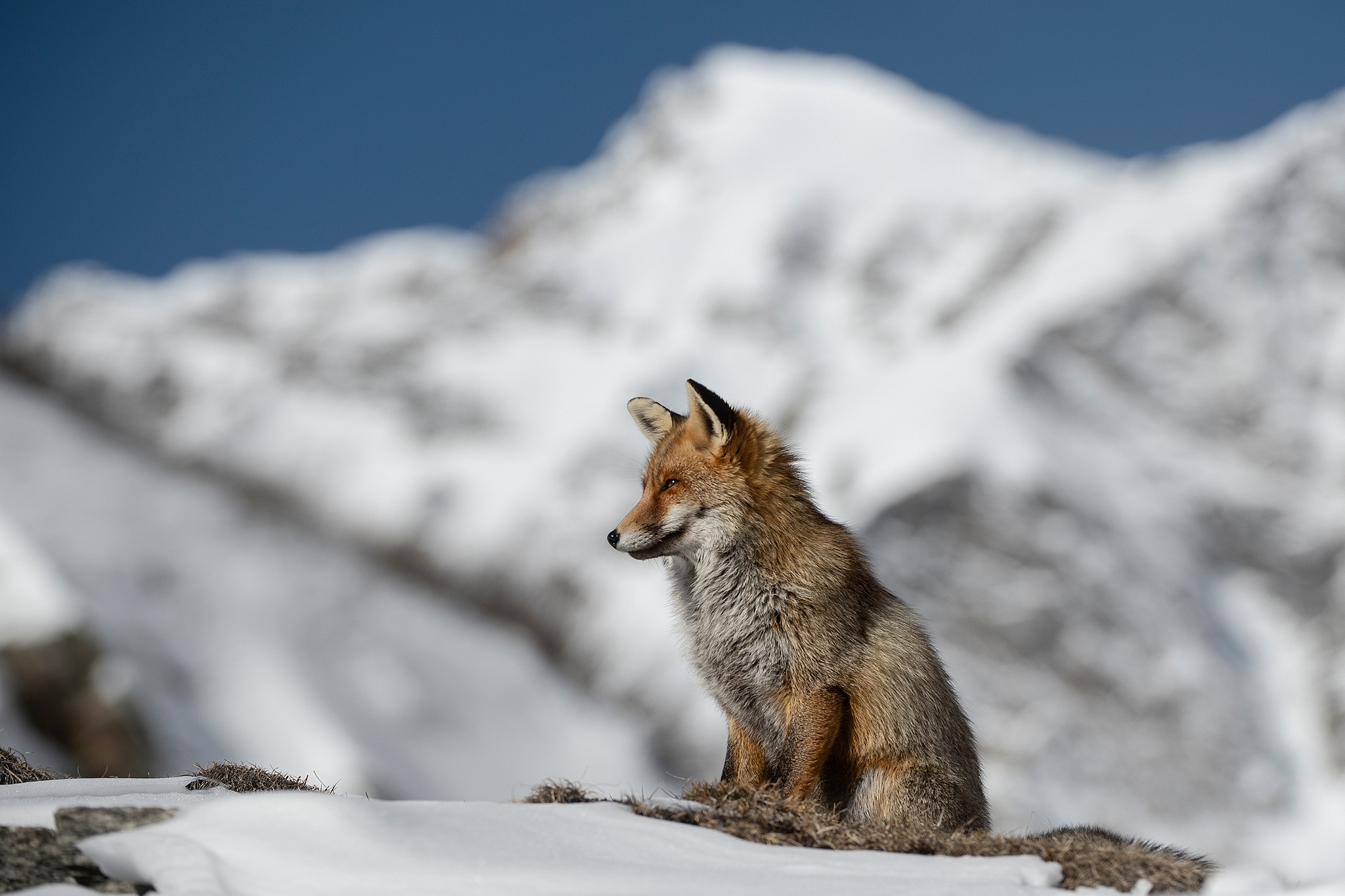 Free download wallpaper Fox, Animal, Depth Of Field on your PC desktop