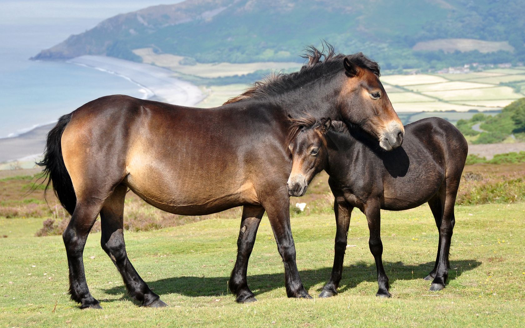 Download mobile wallpaper Grass, Animals, Mountains, Pair, Couple, Horses for free.