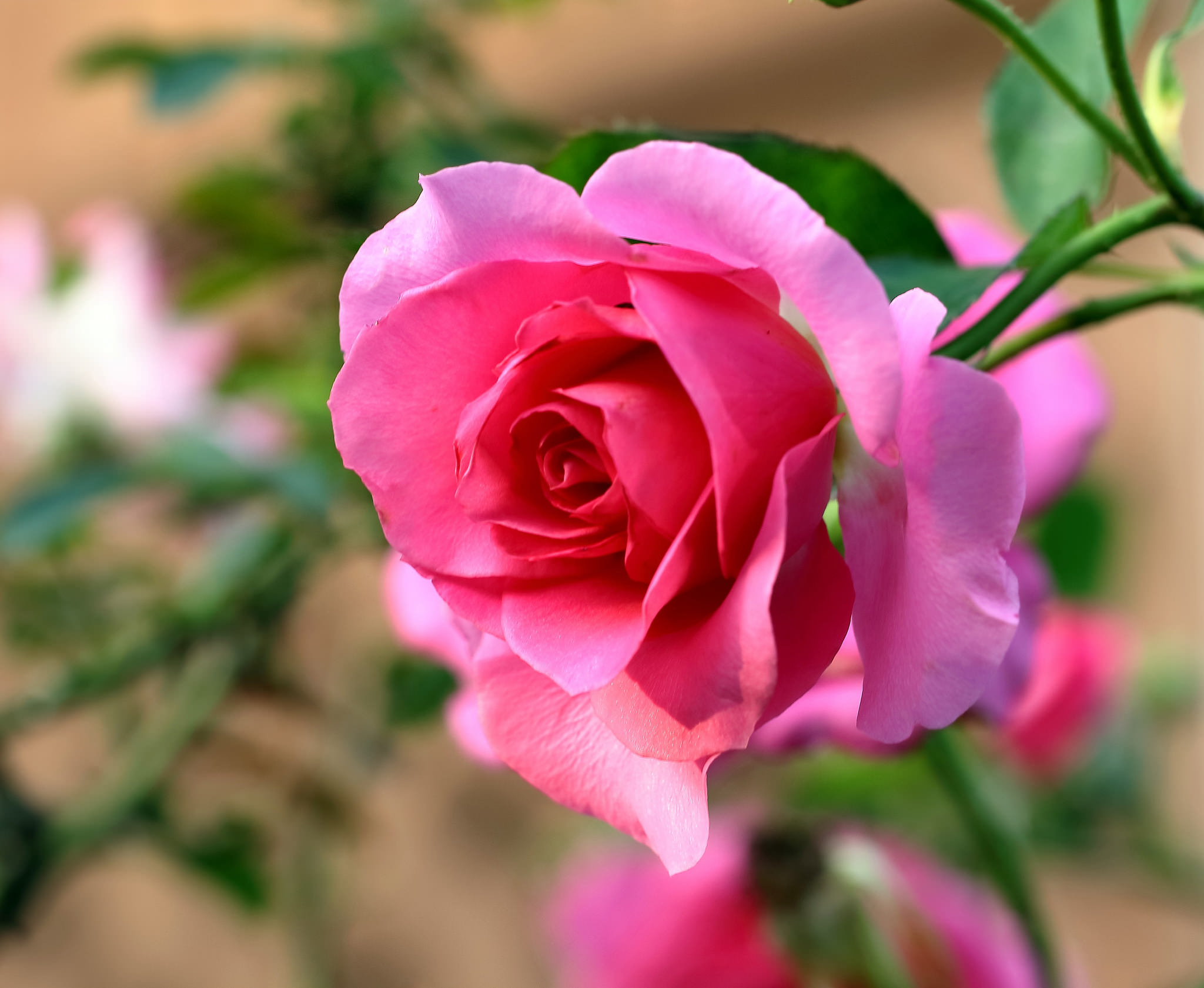 Laden Sie das Blumen, Blume, Rose, Erde/natur, Pinke Blume, Pinke Rose-Bild kostenlos auf Ihren PC-Desktop herunter