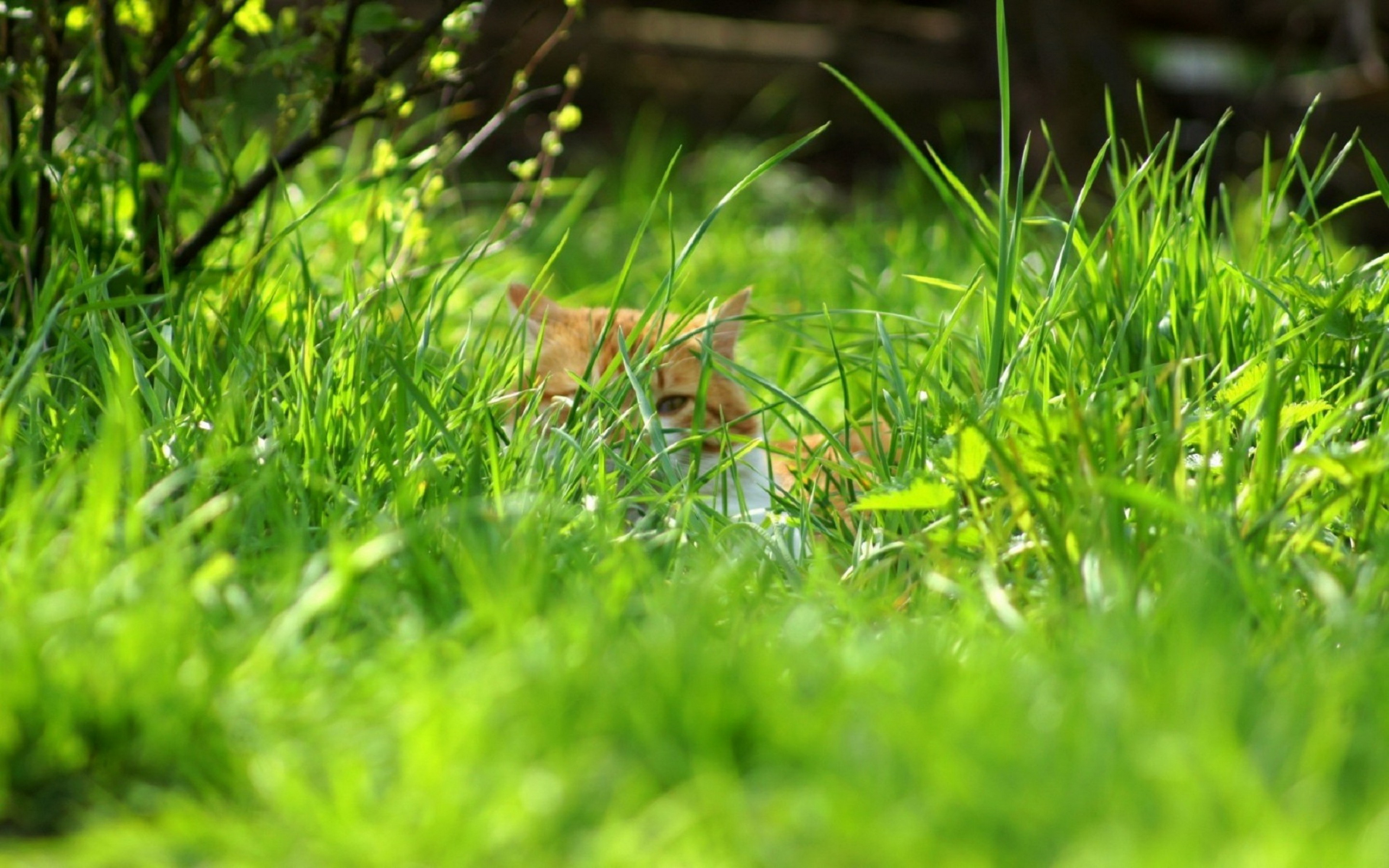 Baixe gratuitamente a imagem Animais, Gatos, Gato na área de trabalho do seu PC