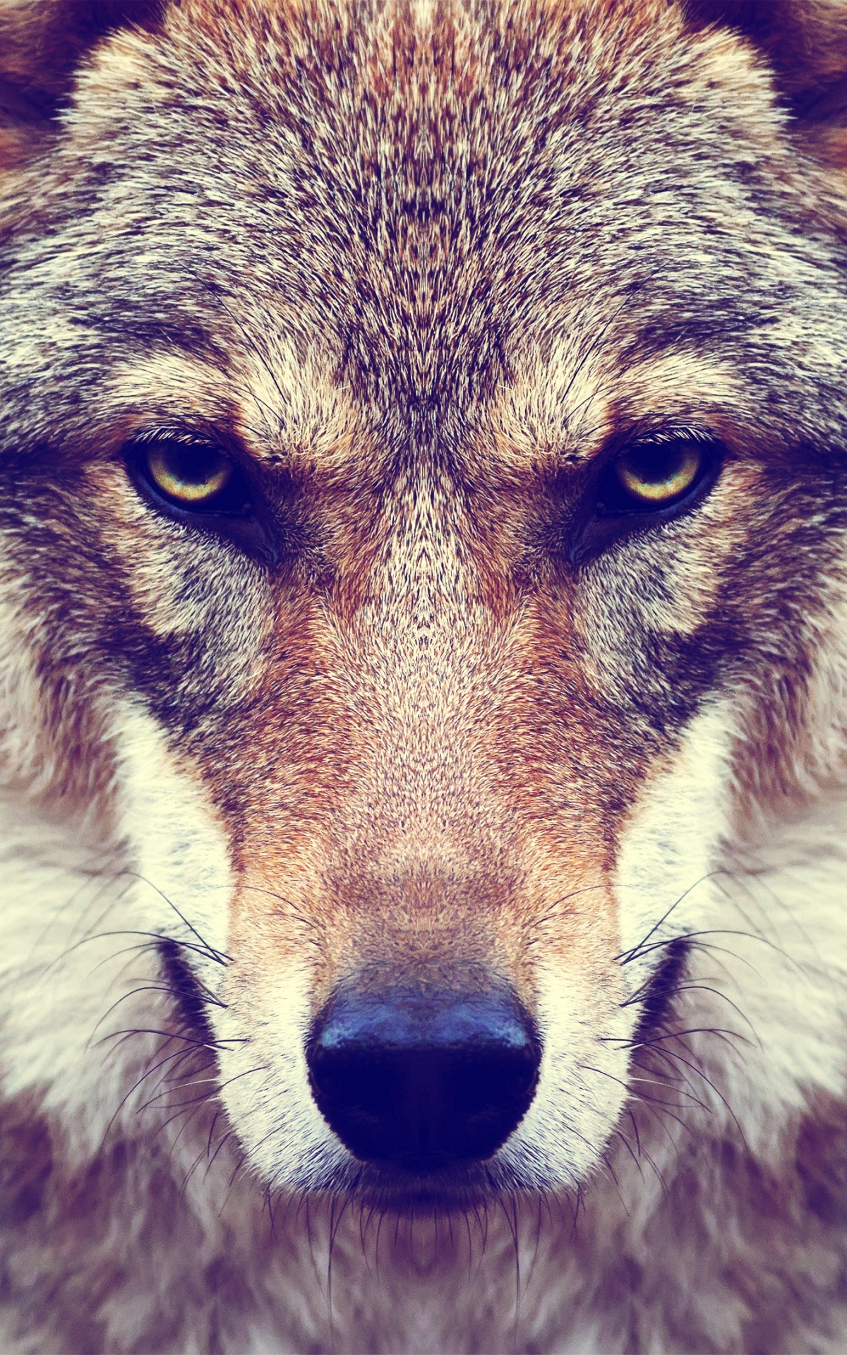 Download mobile wallpaper Muzzle, Wolf, Animal, Face, Stare, Wolves for free.