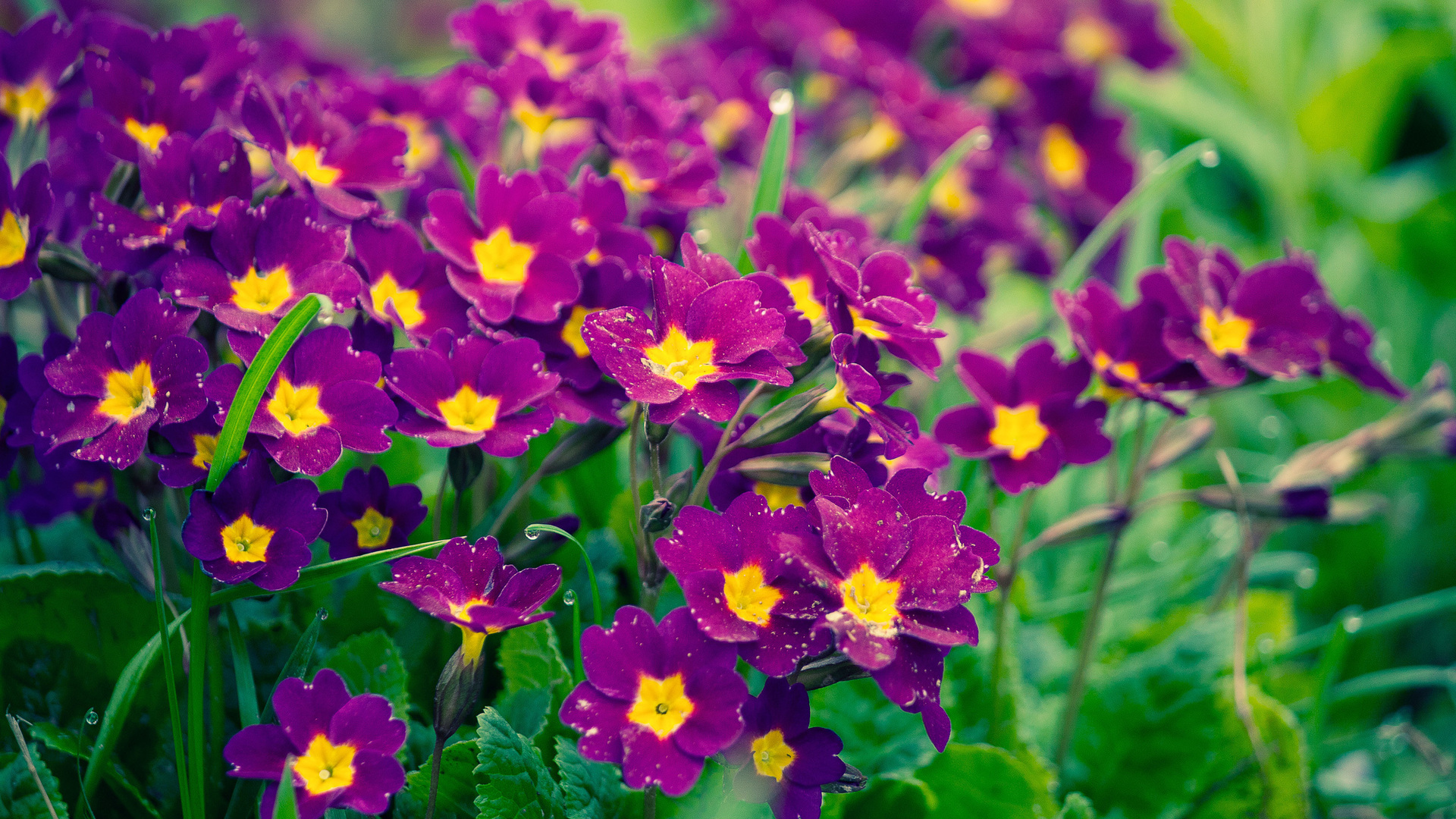 Descarga gratis la imagen Flor, Tierra/naturaleza en el escritorio de tu PC