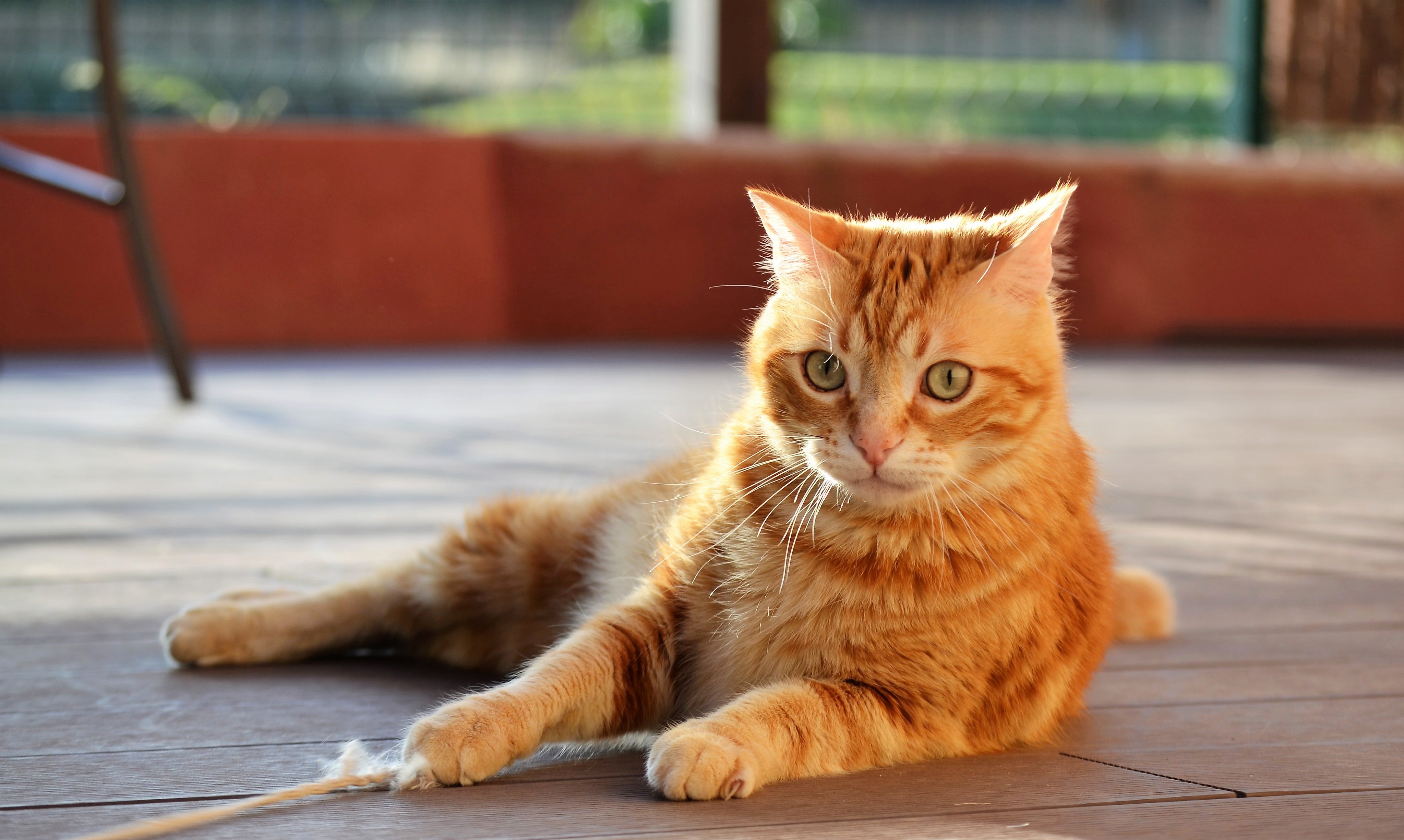 Baixe gratuitamente a imagem Animais, Gatos, Gato na área de trabalho do seu PC