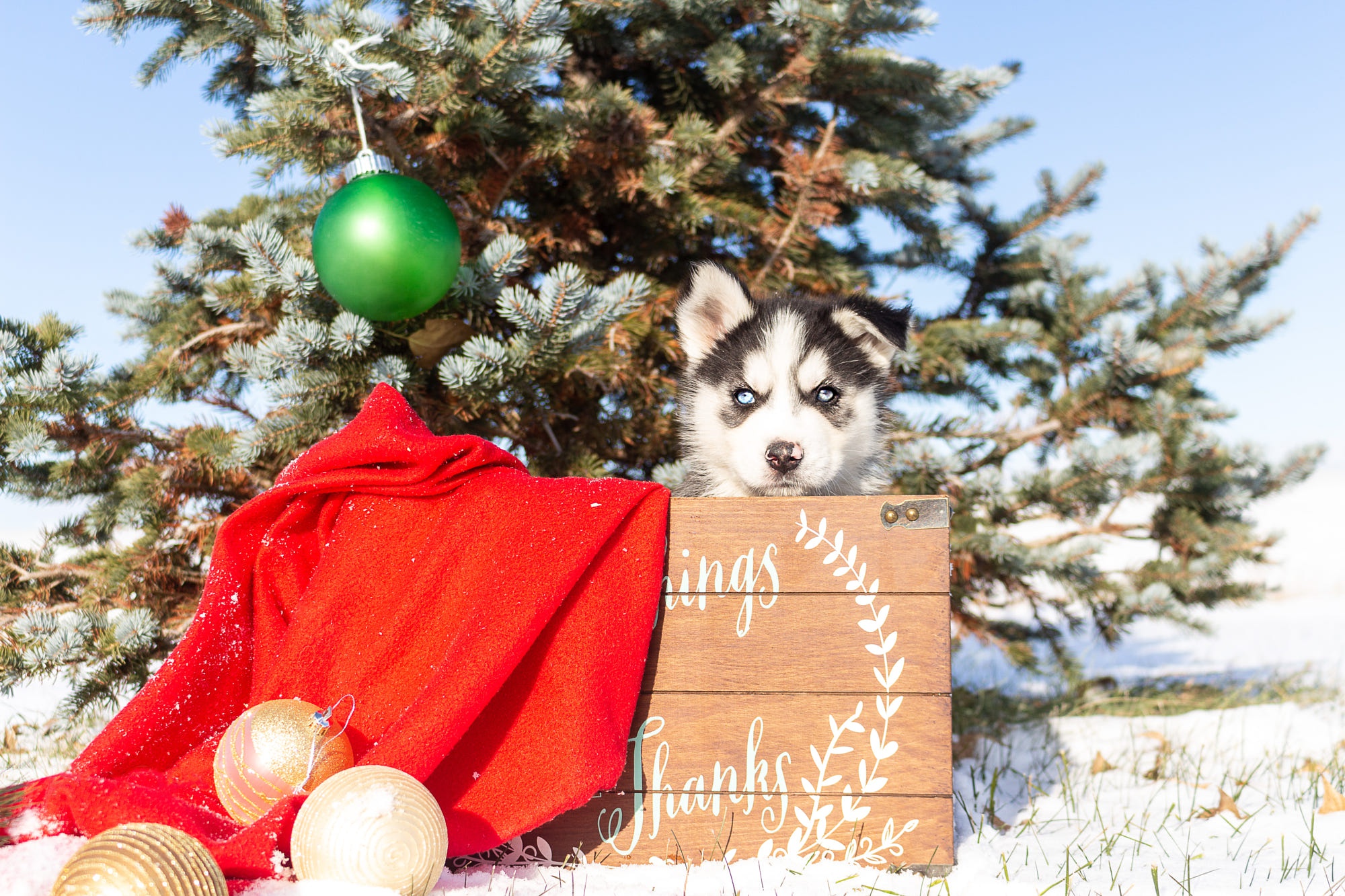 Download mobile wallpaper Dogs, Dog, Christmas, Animal, Puppy, Husky, Blue Eyes, Siberian Husky, Baby Animal for free.
