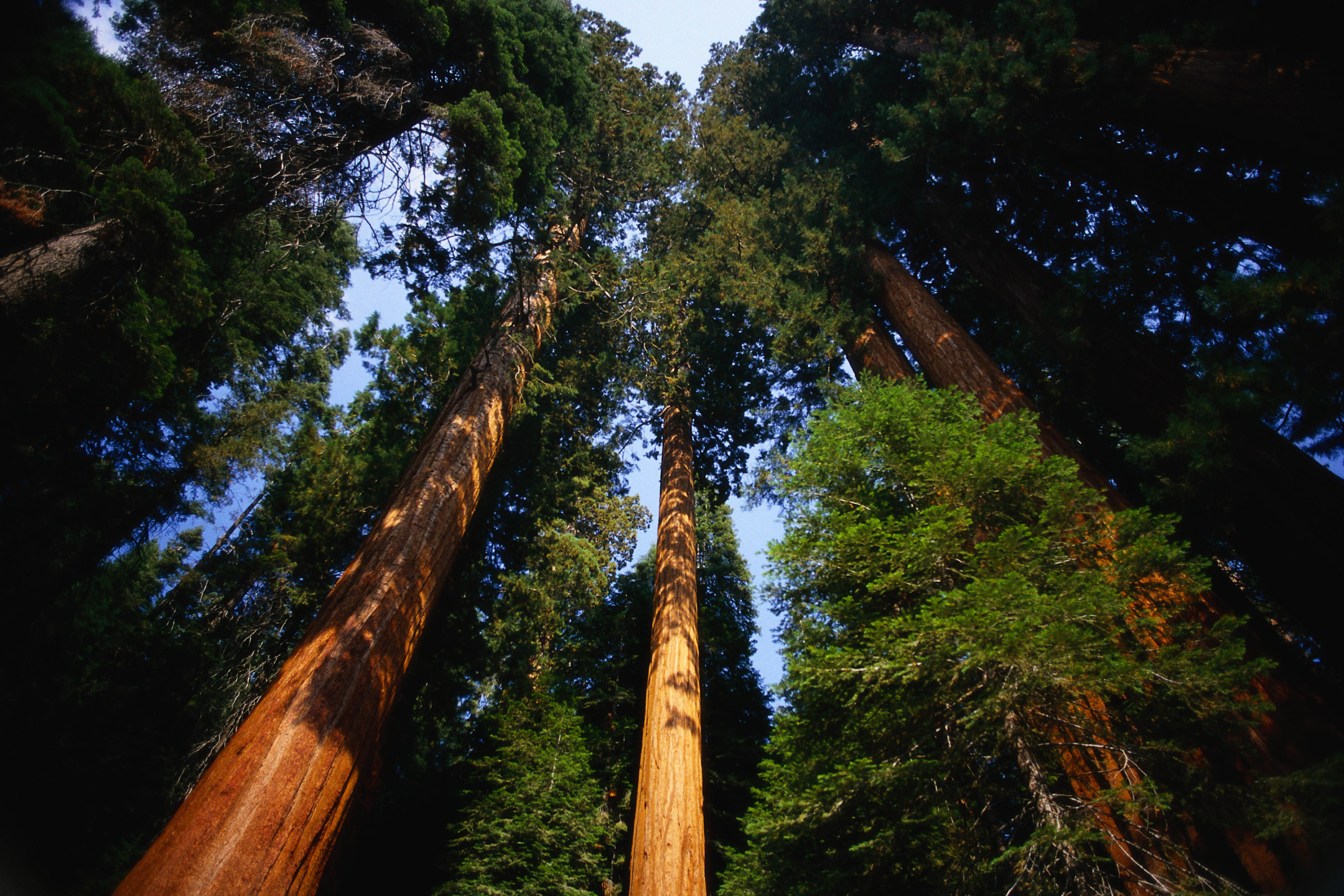 Descarga gratis la imagen Bosque, Tierra/naturaleza en el escritorio de tu PC