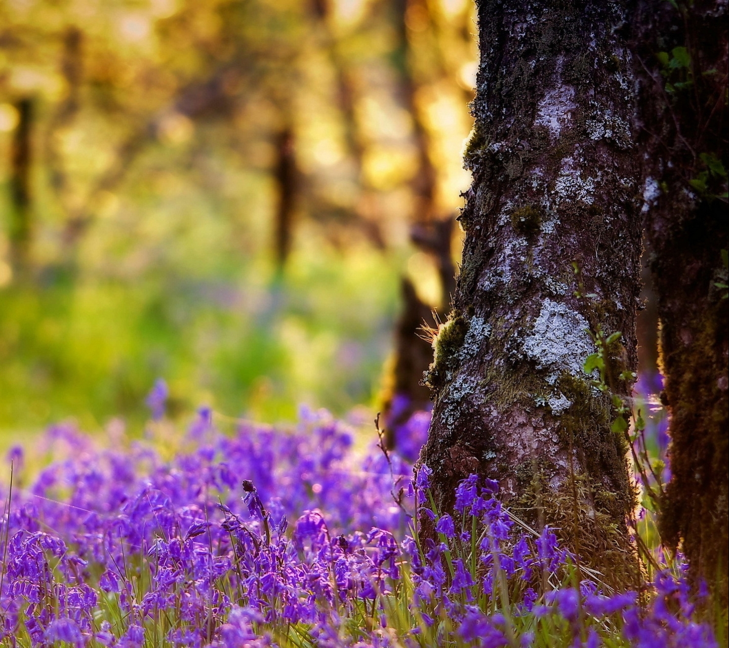 Descarga gratis la imagen Flores, Flor, Tierra/naturaleza en el escritorio de tu PC