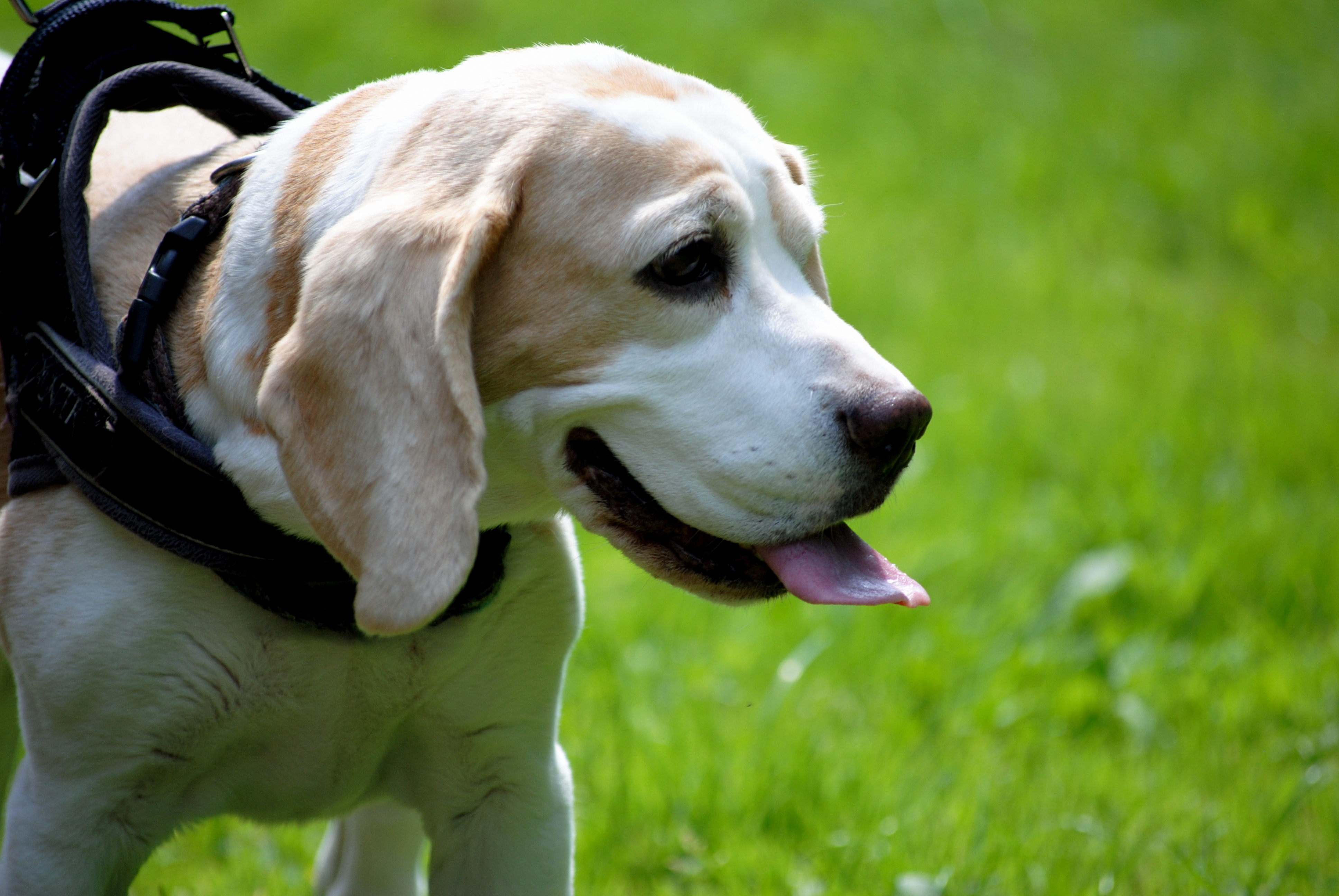 animals, dog, muzzle, stroll, language, tongue, beagle phone background